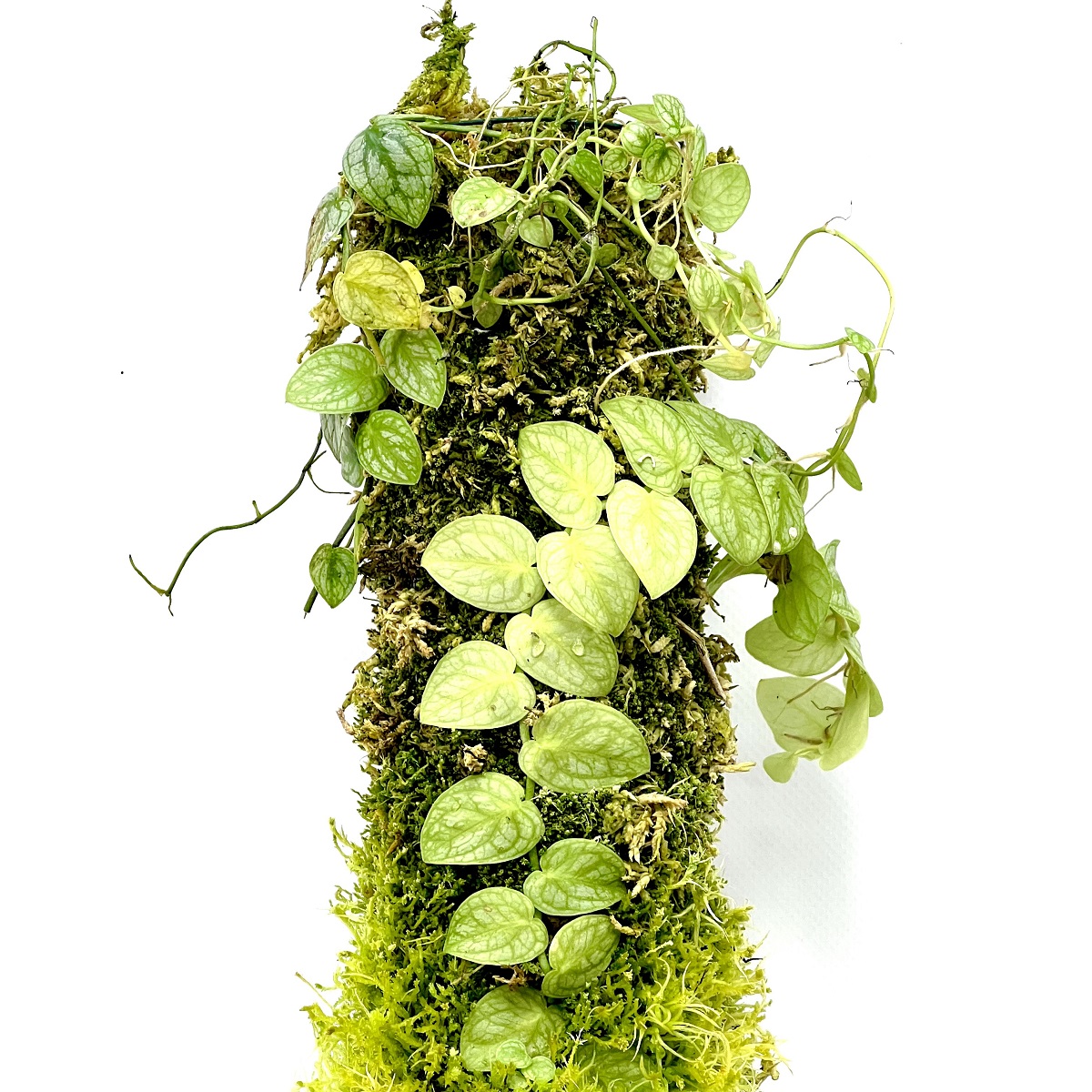 Philodendron dubia Trunk