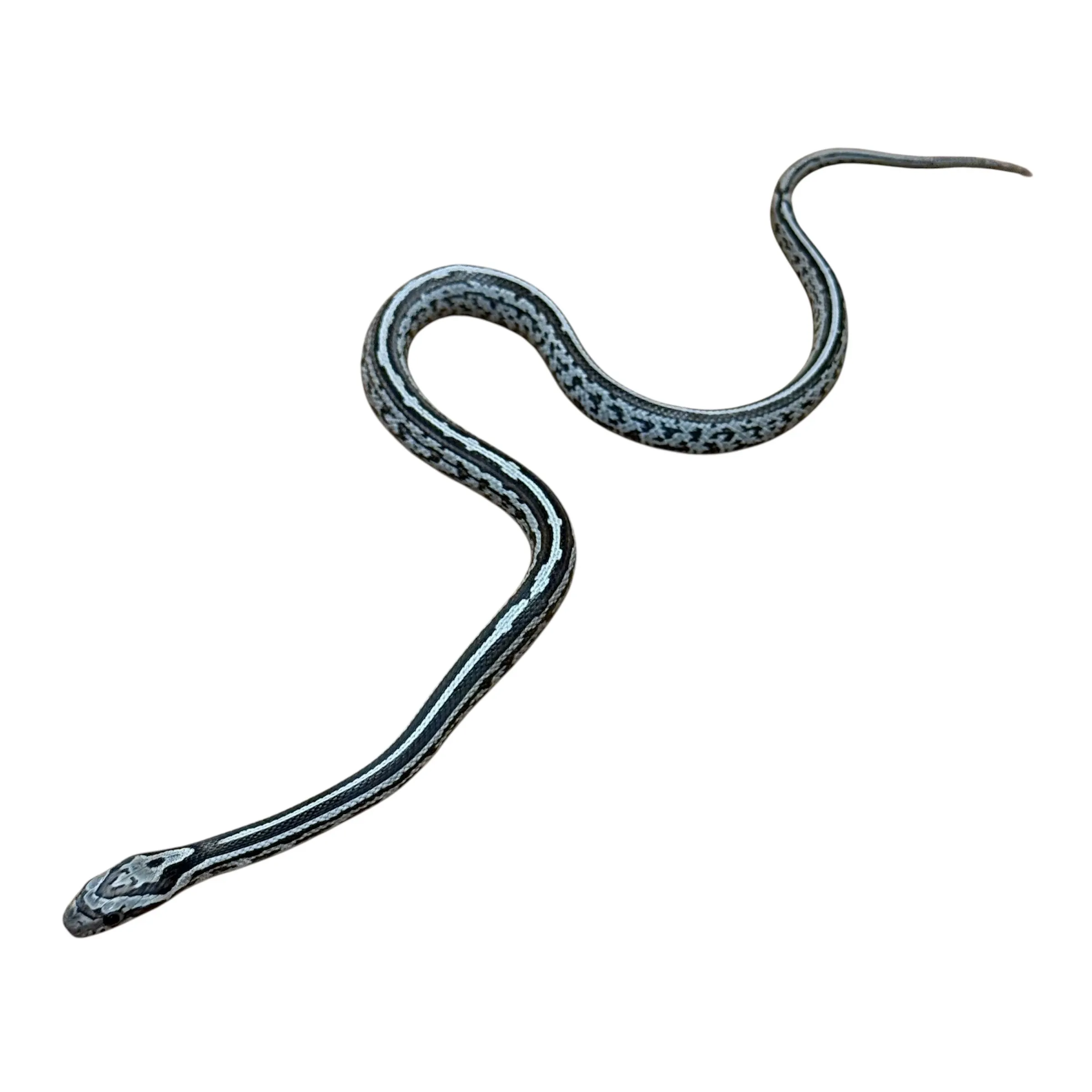 Black Tessera