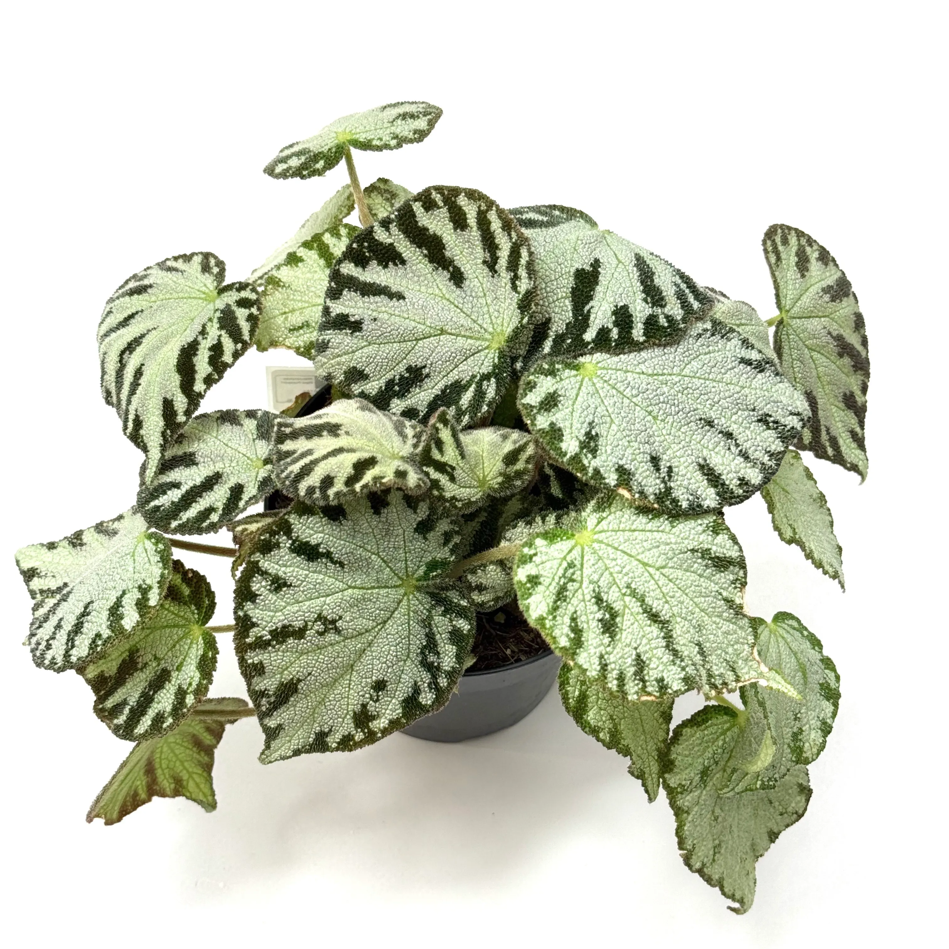 Begonia silver Jewel