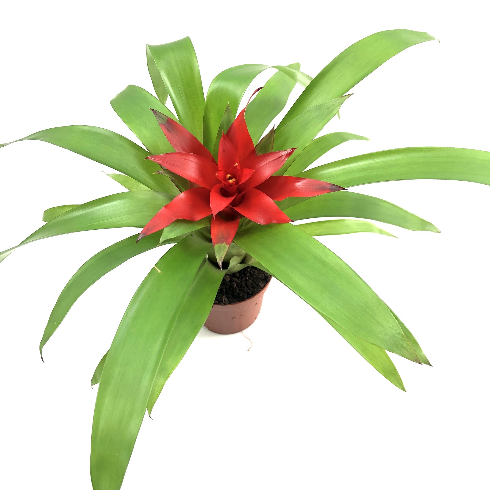 Guzmania rot Bromelie