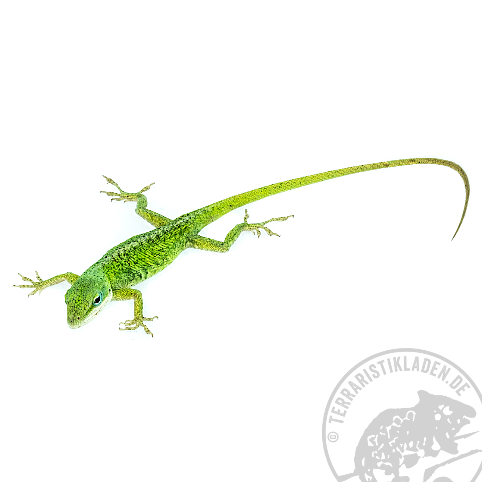 Anolis carolinensis Weibchen