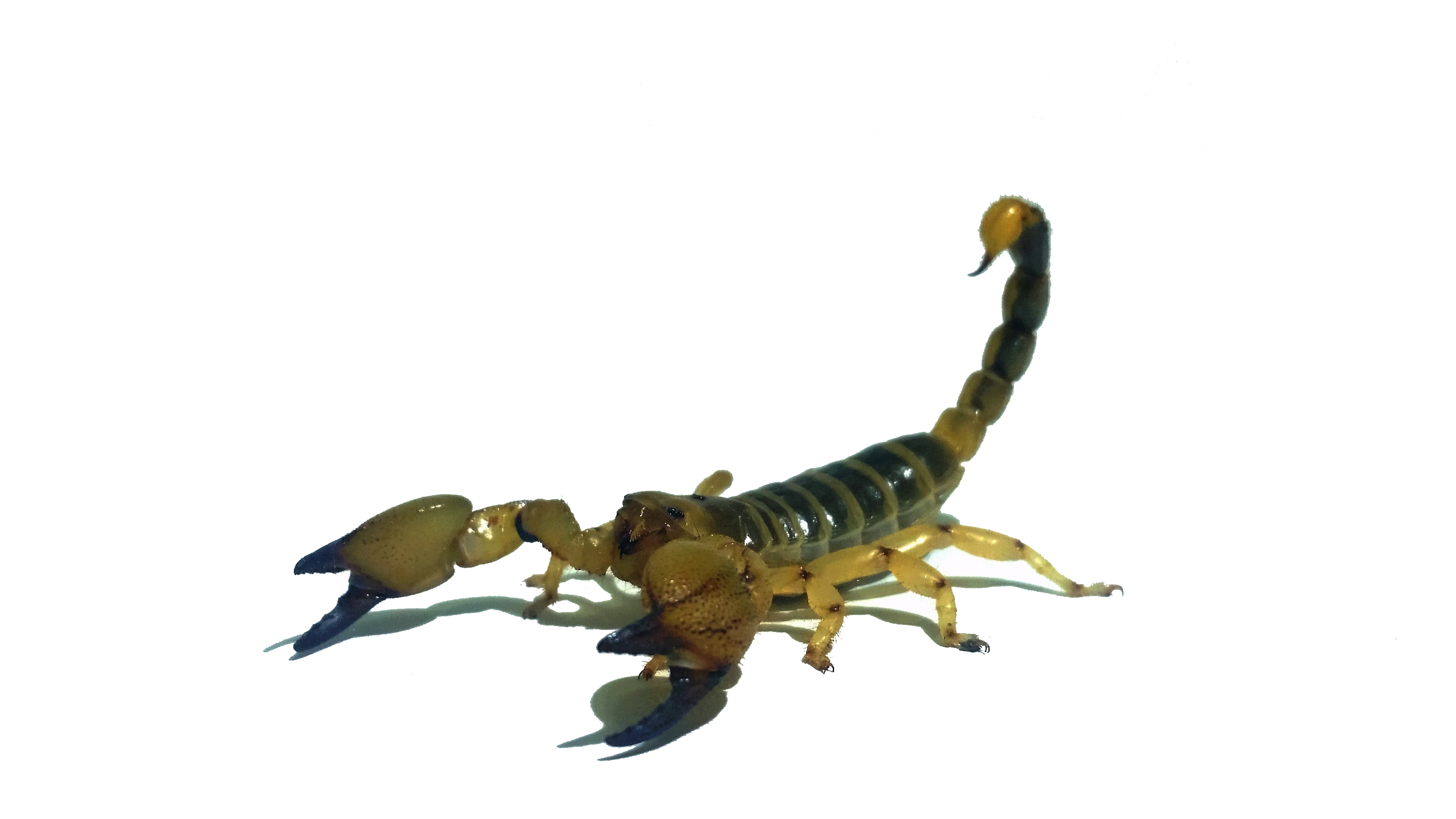 Scorpio maurus