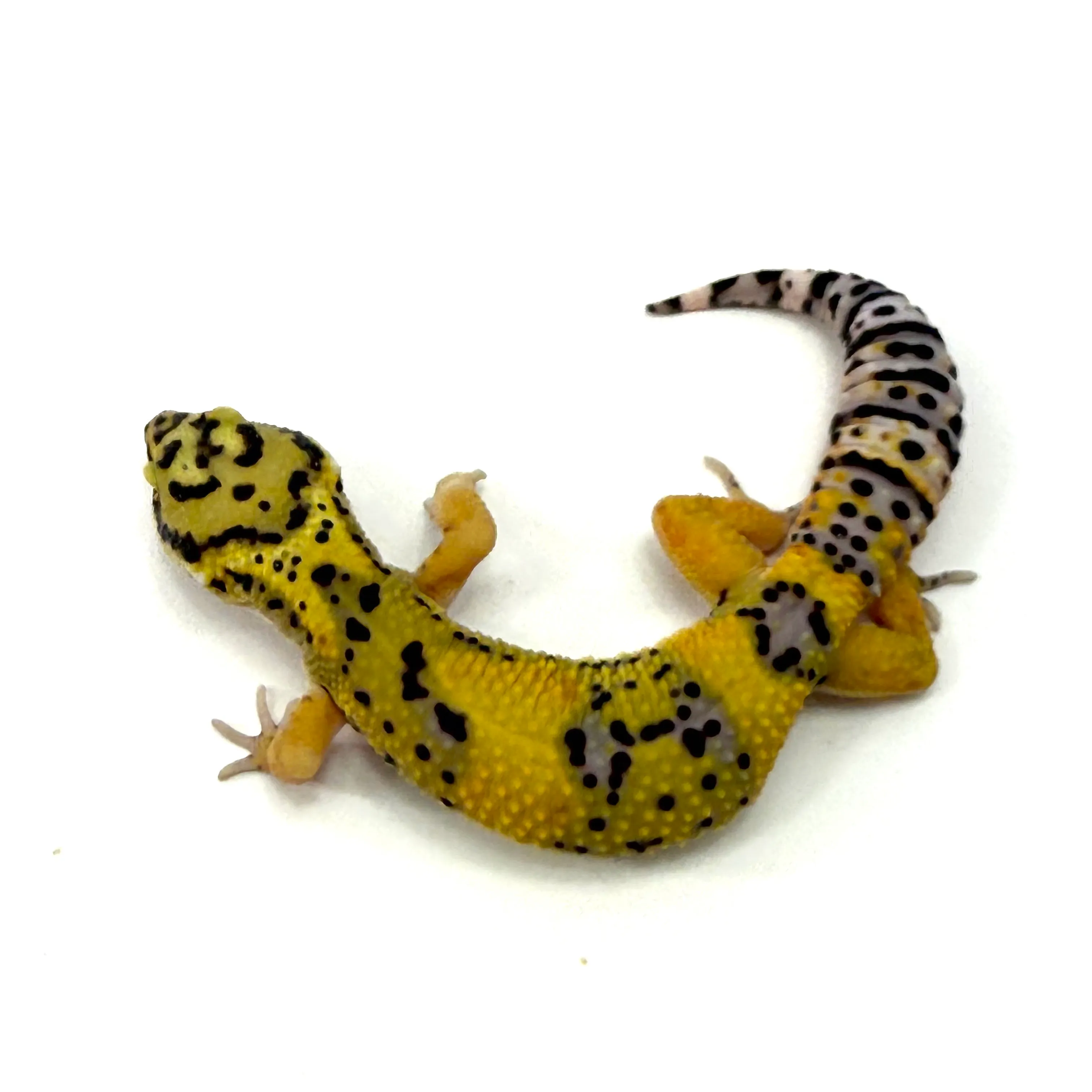 Leopardgecko
