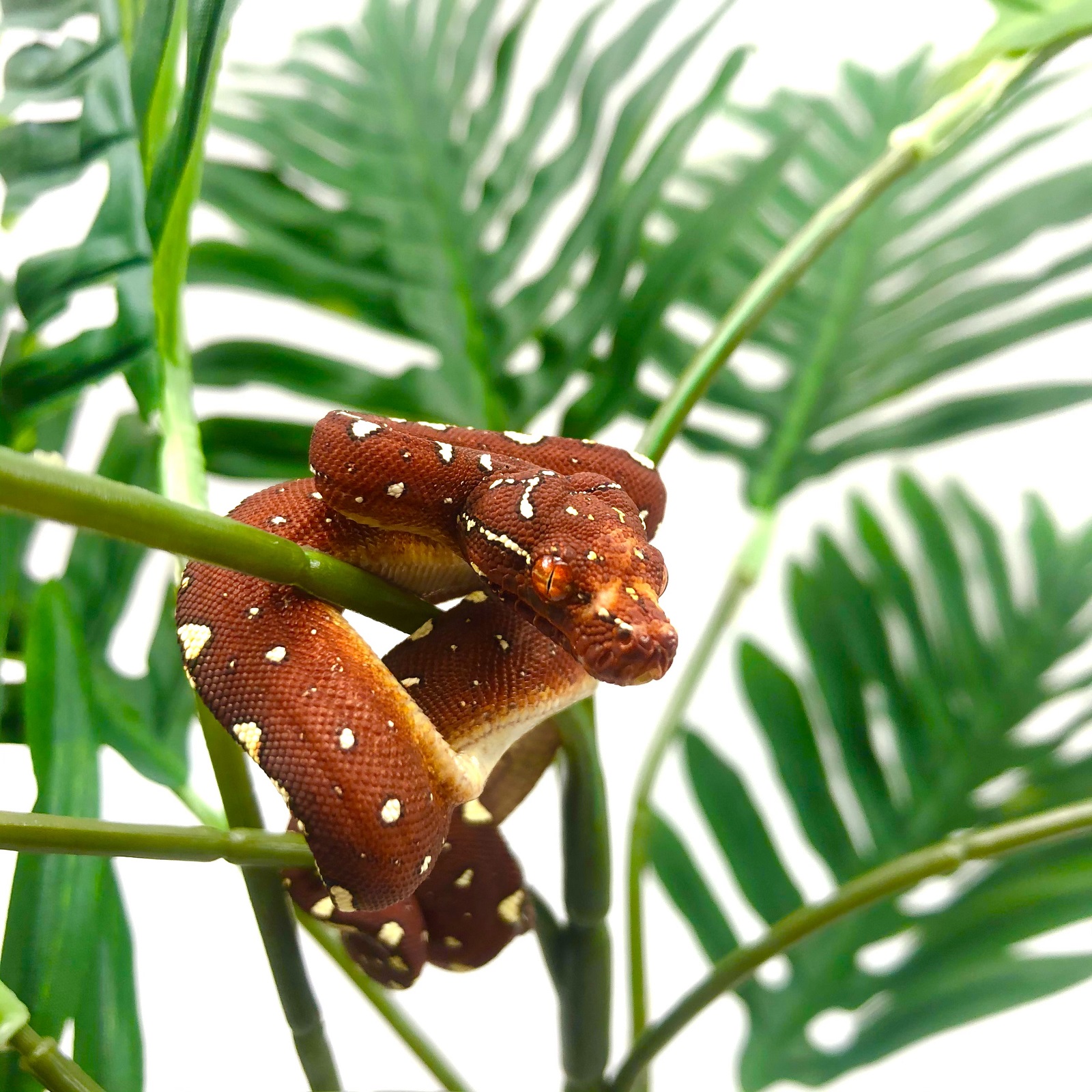 Grüner Baumpython Morelia viridis Biak GTP