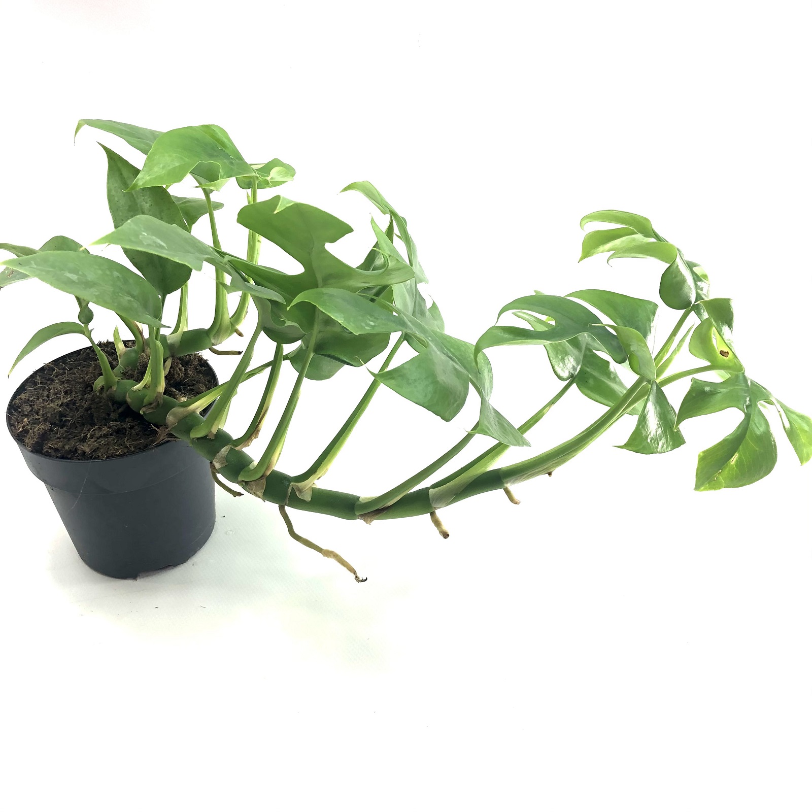Philodendron minima 