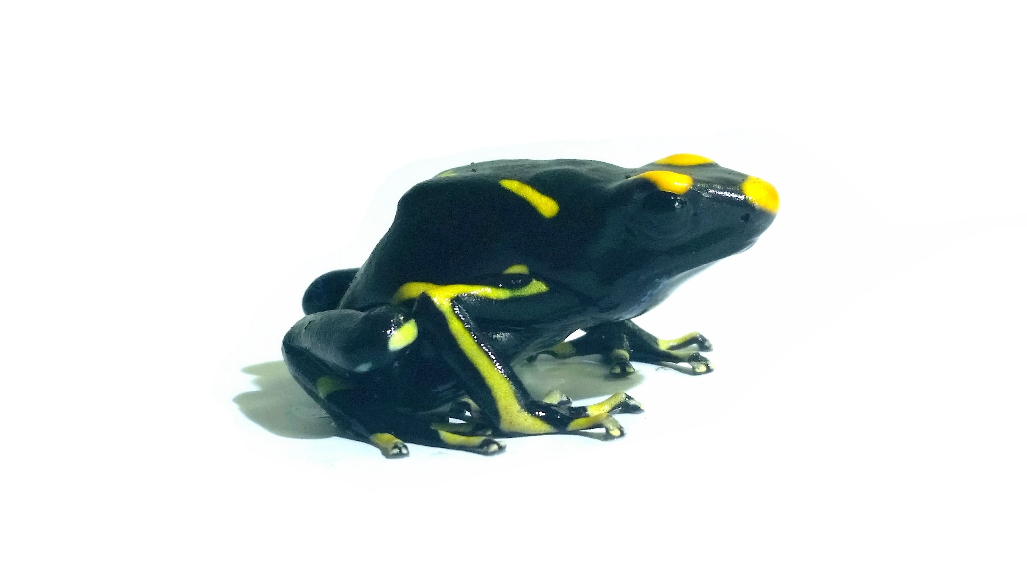 Dendrobates tinctorius Alanis