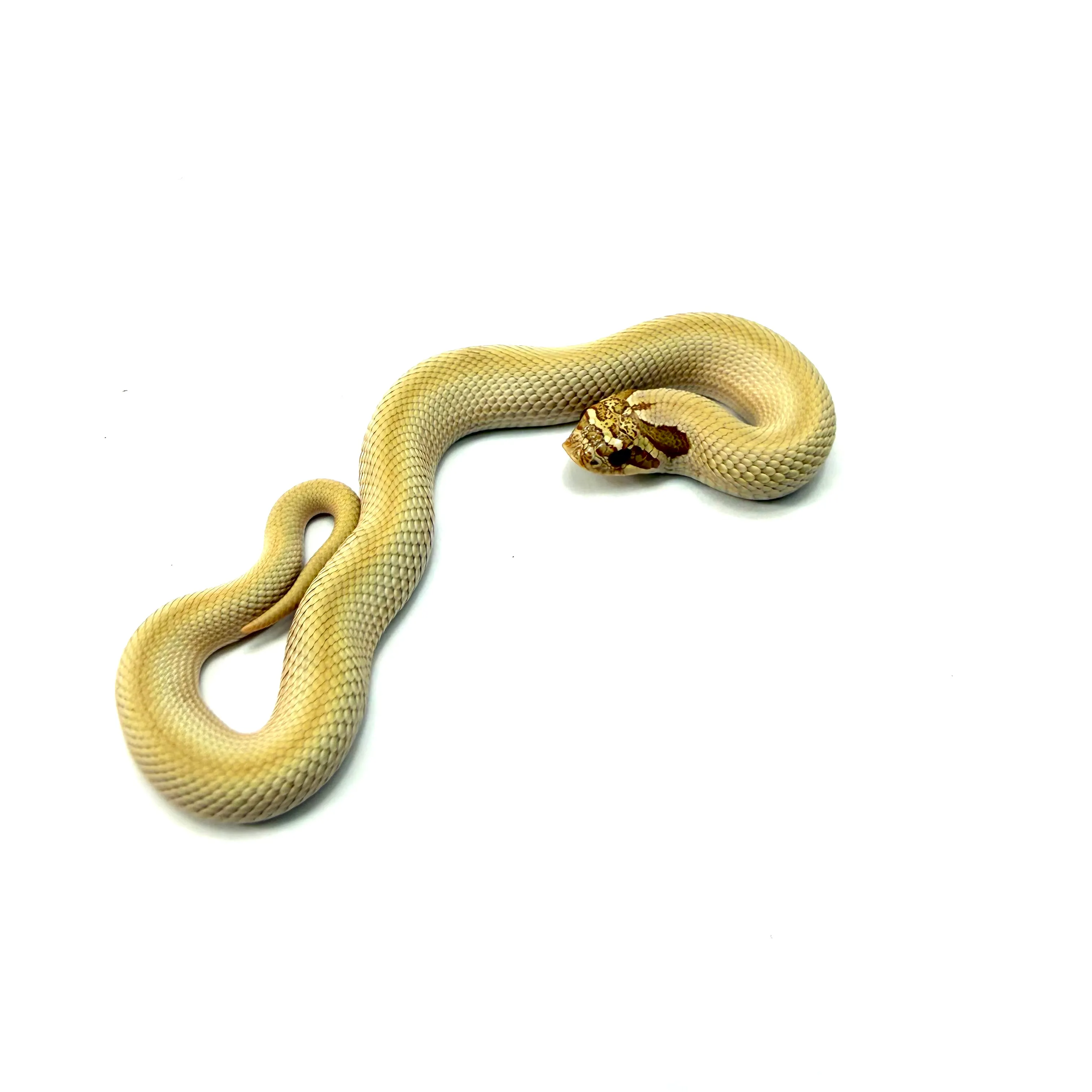 Hakennasennatter Superconda Toffee (Heterodon nasicus)