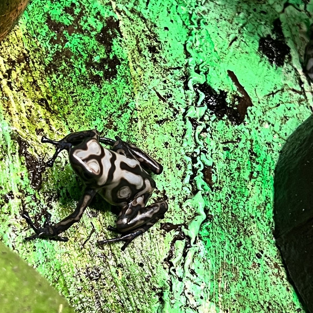 Goldbaumsteiger Dendrobates auratus Pena Blanca