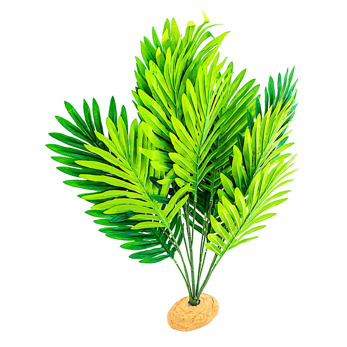 Palm