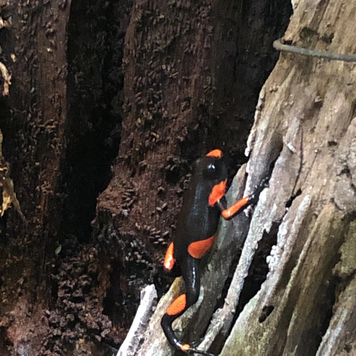 Oophaga histrionica