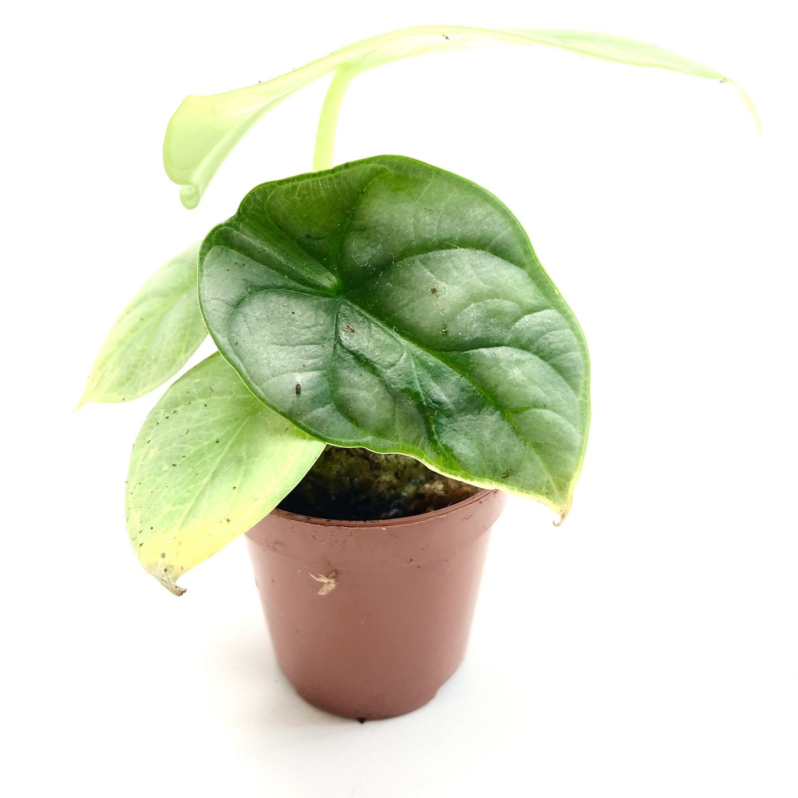 Alocasia Silver Dragon