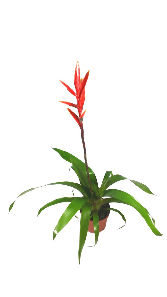 Vriesea spp. Rot
