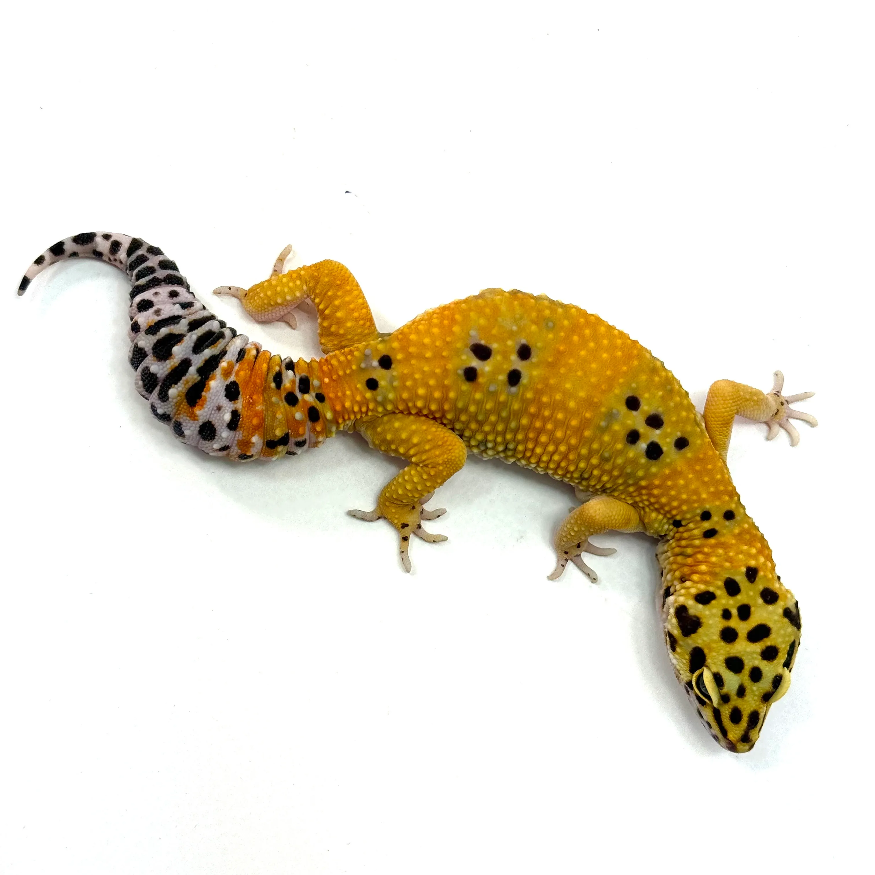 Tangerine E. macularius