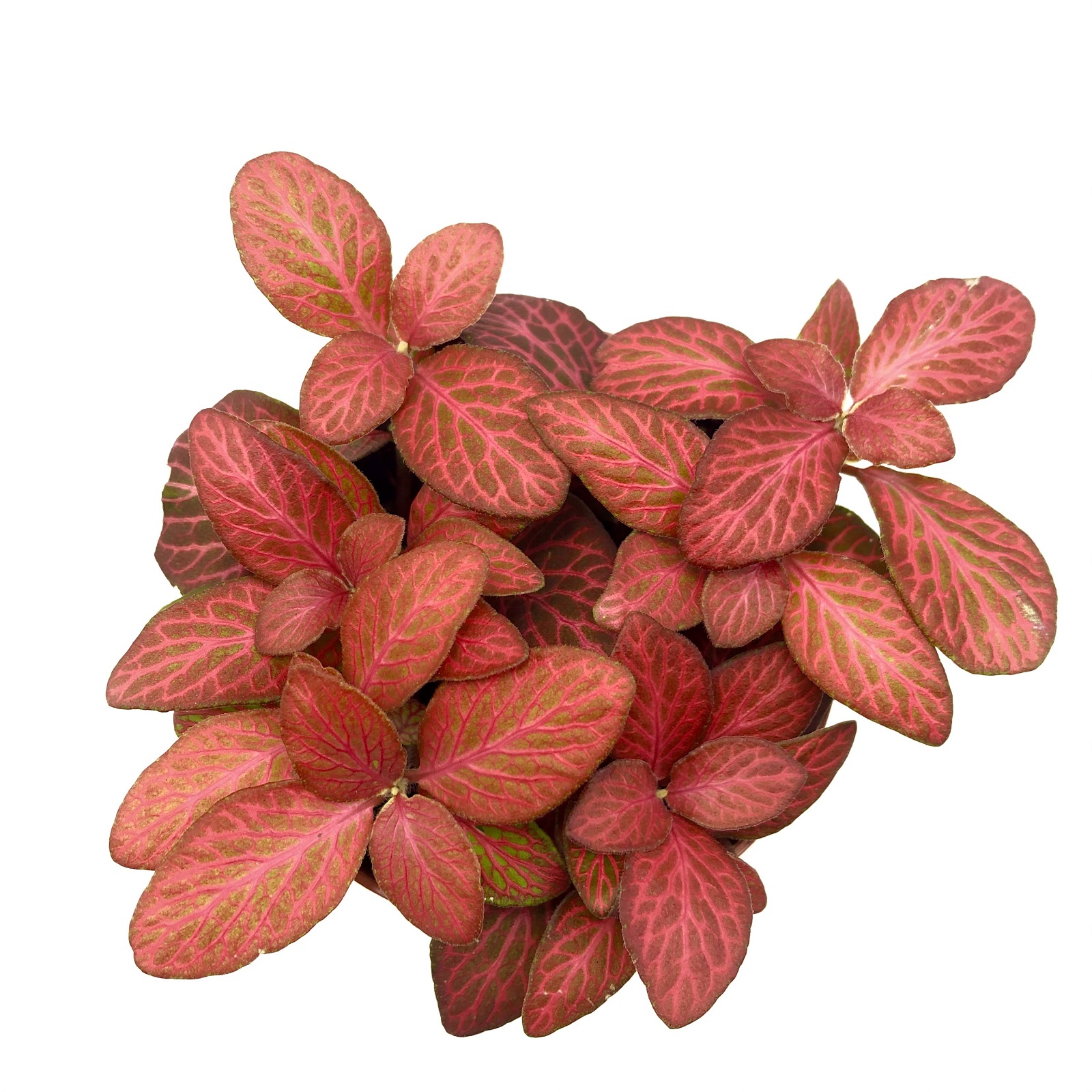 Fittonia Flame Red Mosaikpflanze