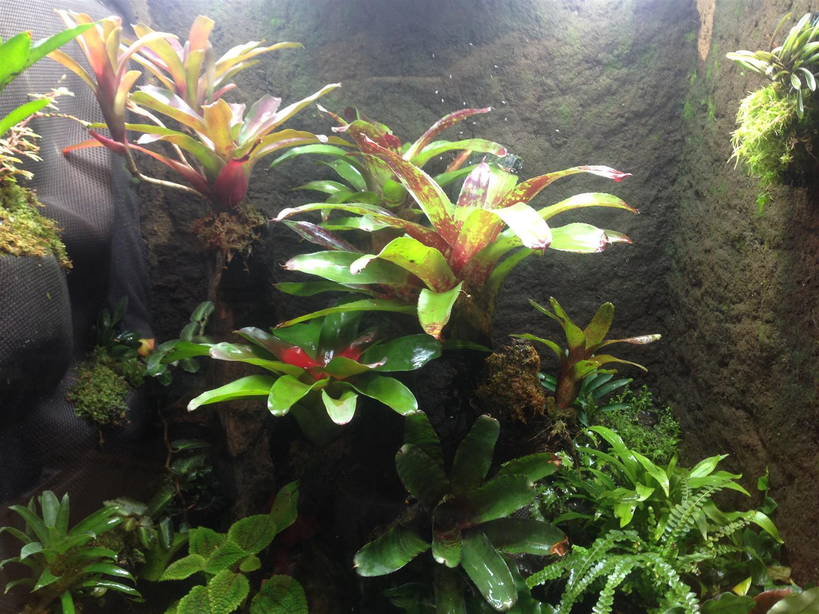 Hochwertiges Frosch Terrarium von Franks Originals kaufen