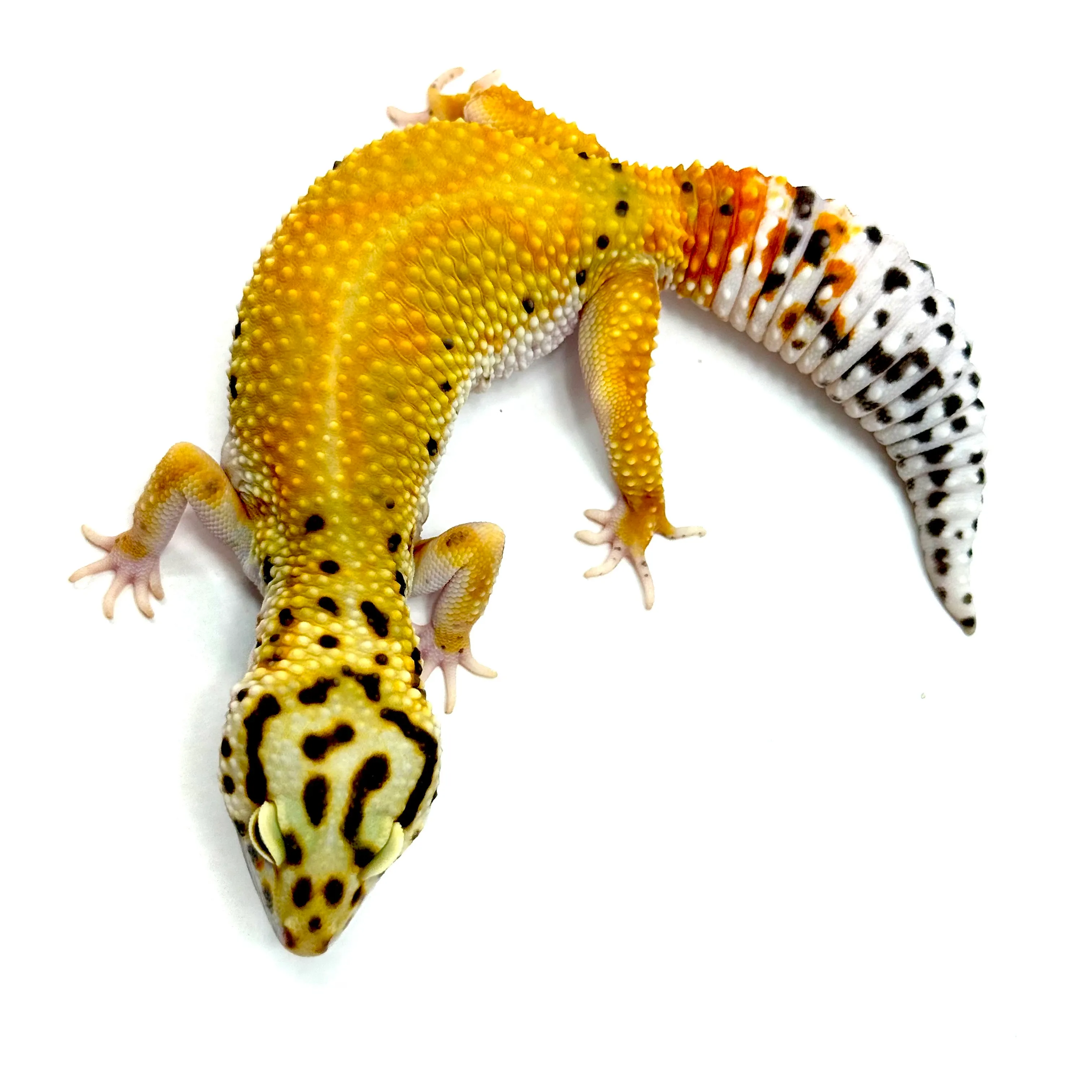 Tangerine