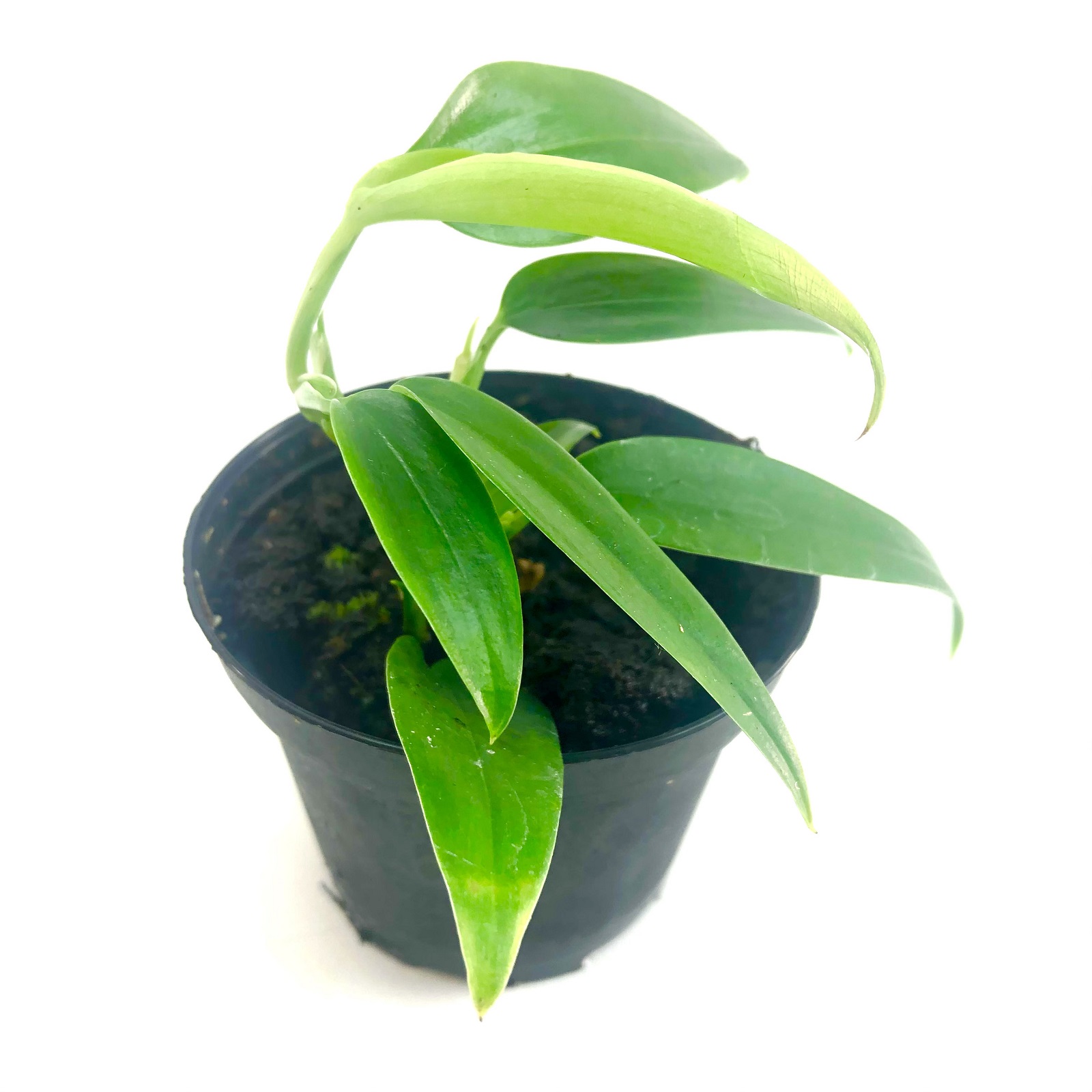 Philodendron spec. colombia