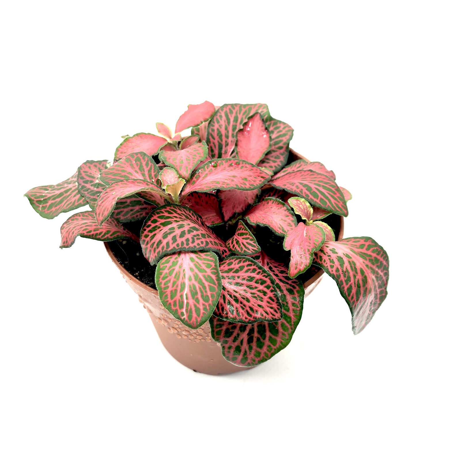 Fittonia Red Mesh Mosaikpflanze