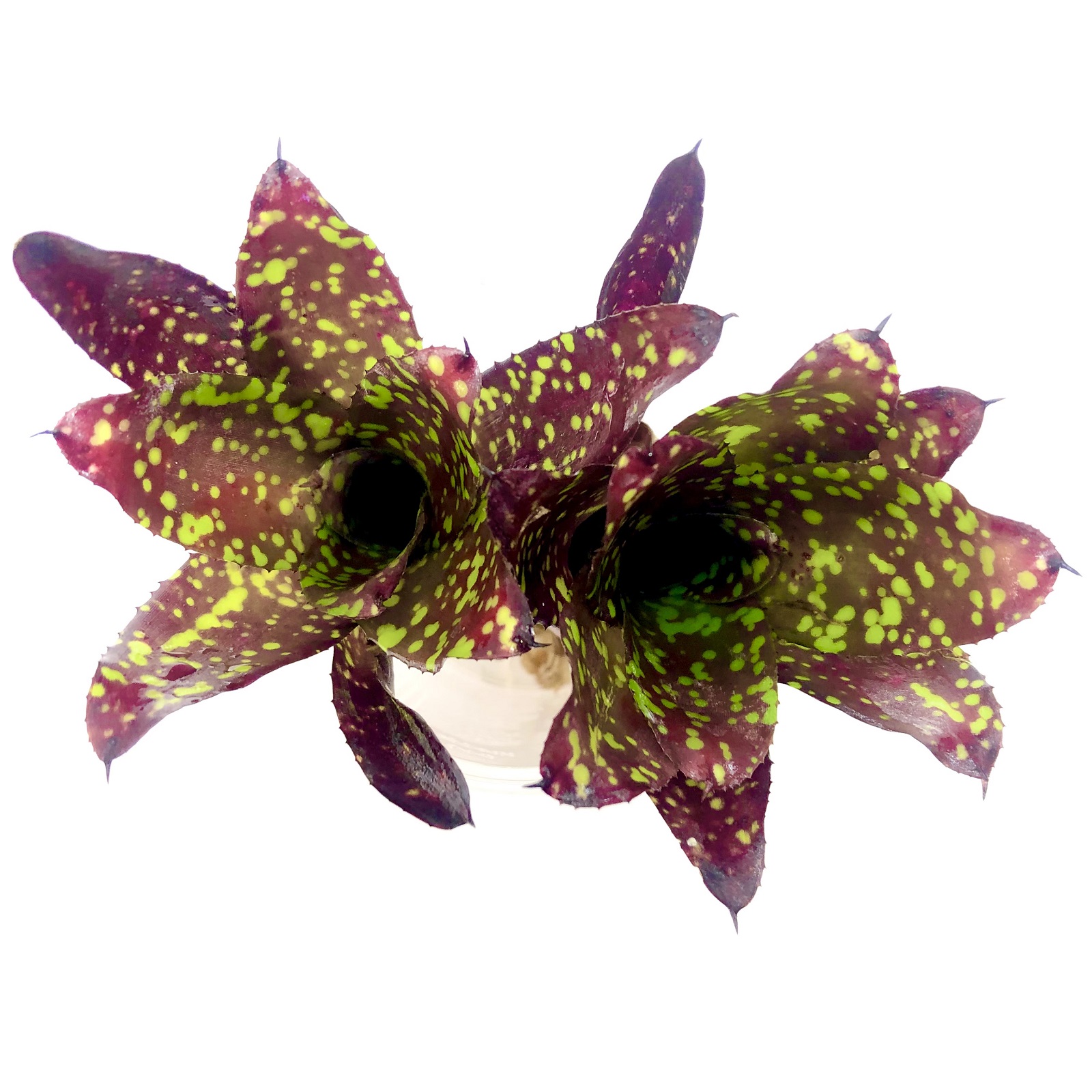 Neoregelia chlorosticta