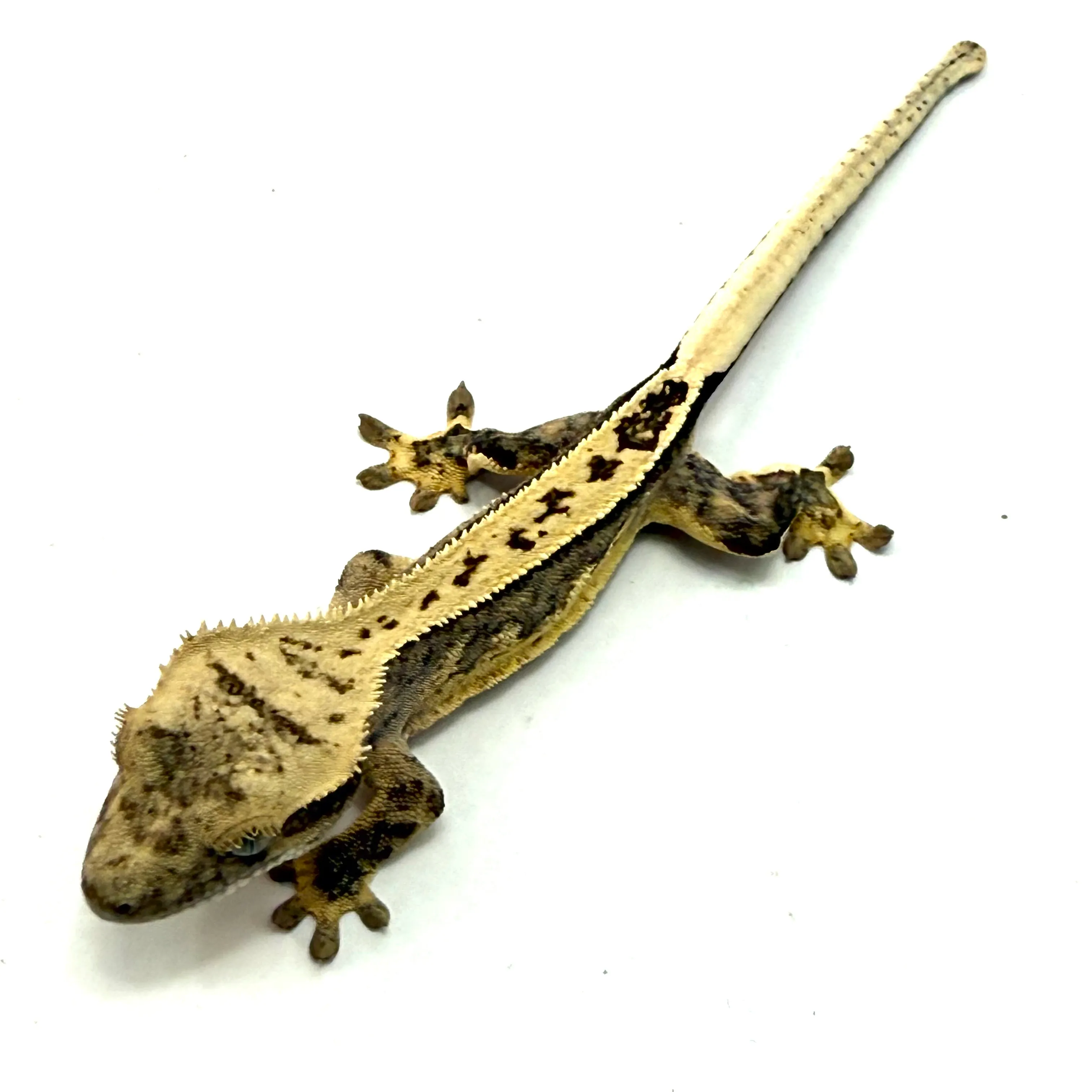 Pinstripe Creamsicle