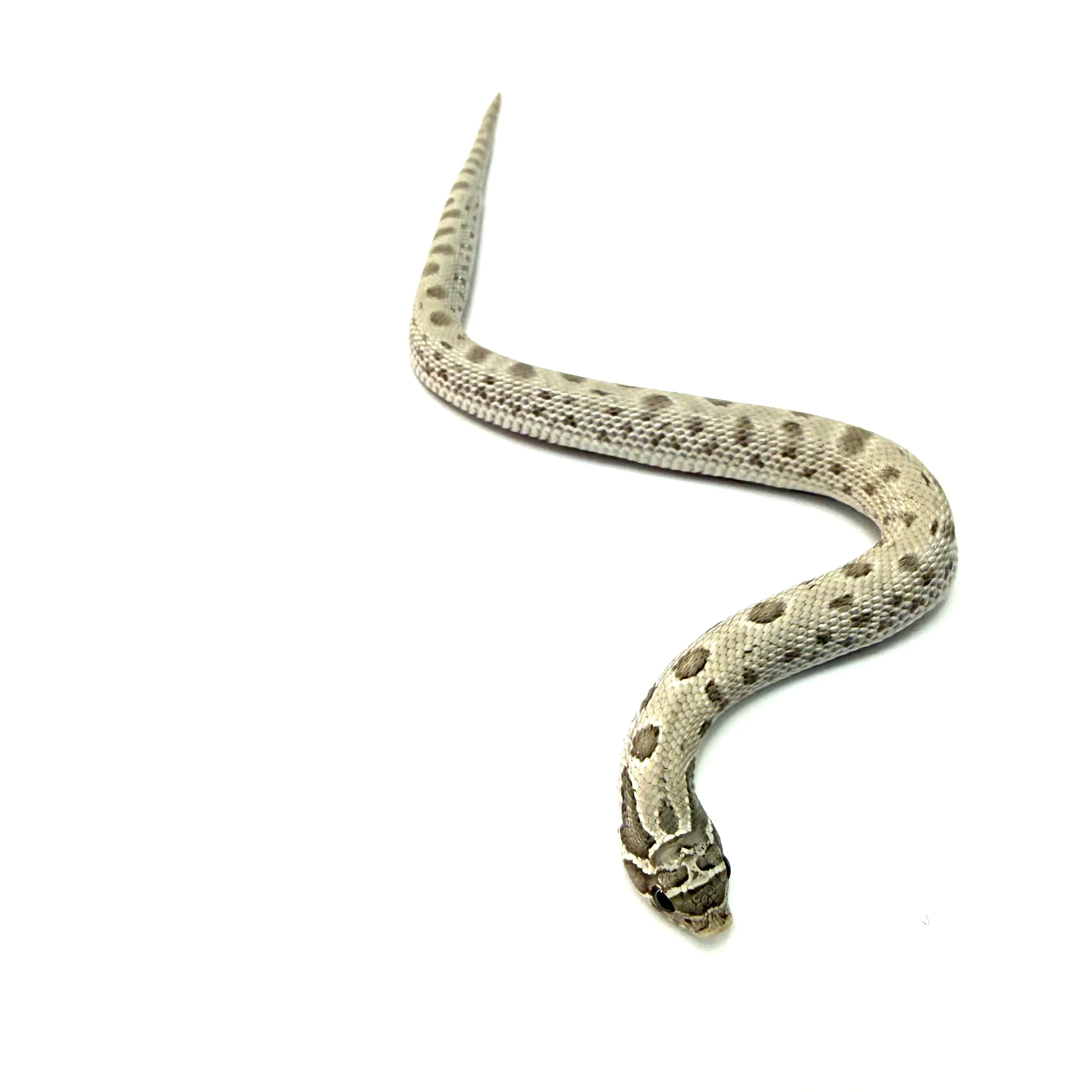 Hakennasennatter Toxic Conda (Heterodon nasicus)