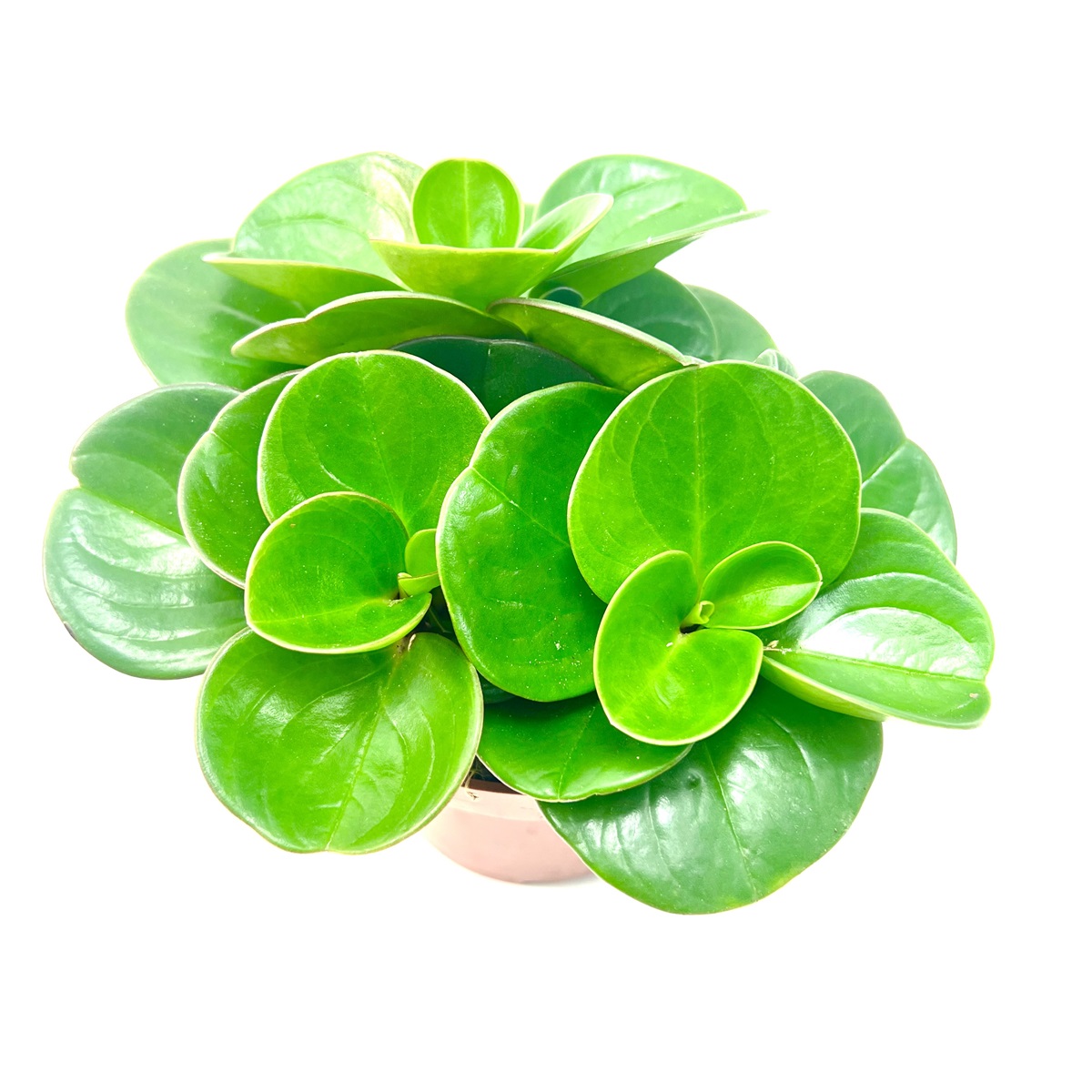 Peperomia obtipan