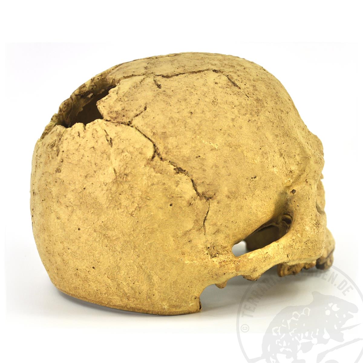 Exo Terra Primate Skull