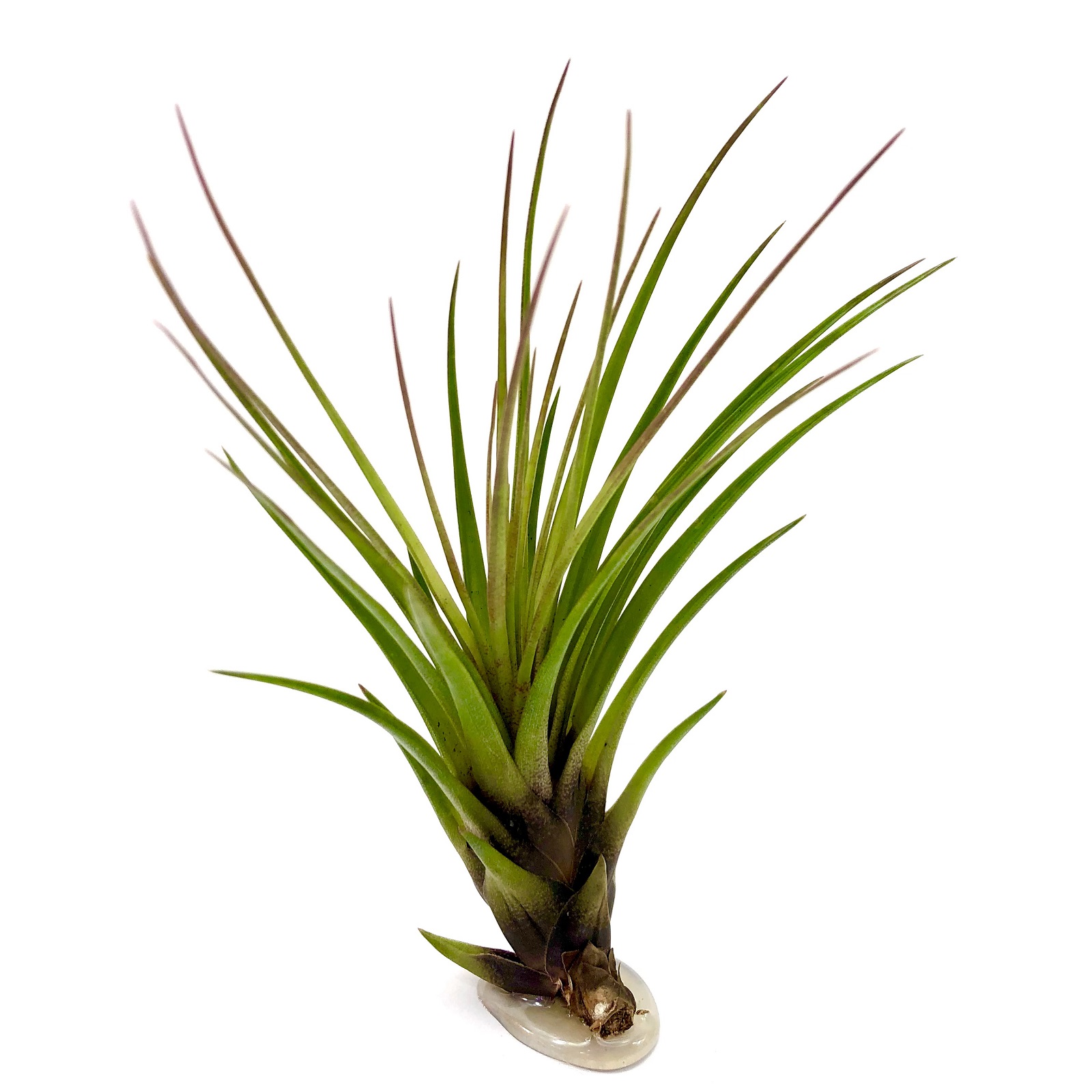 Tillandsia melanocrater tricolor
