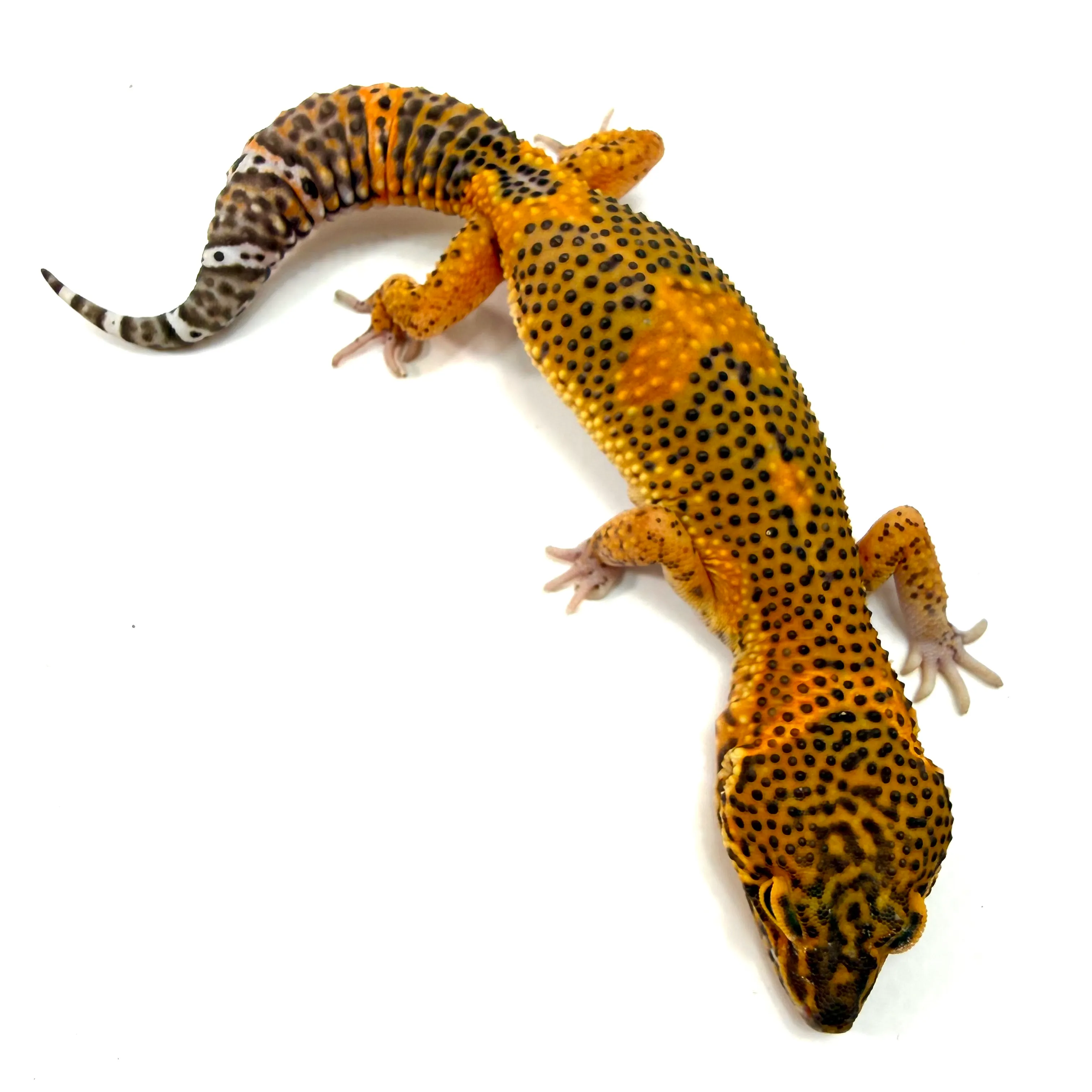 Black Night Tornado Tangerine Mack Snow