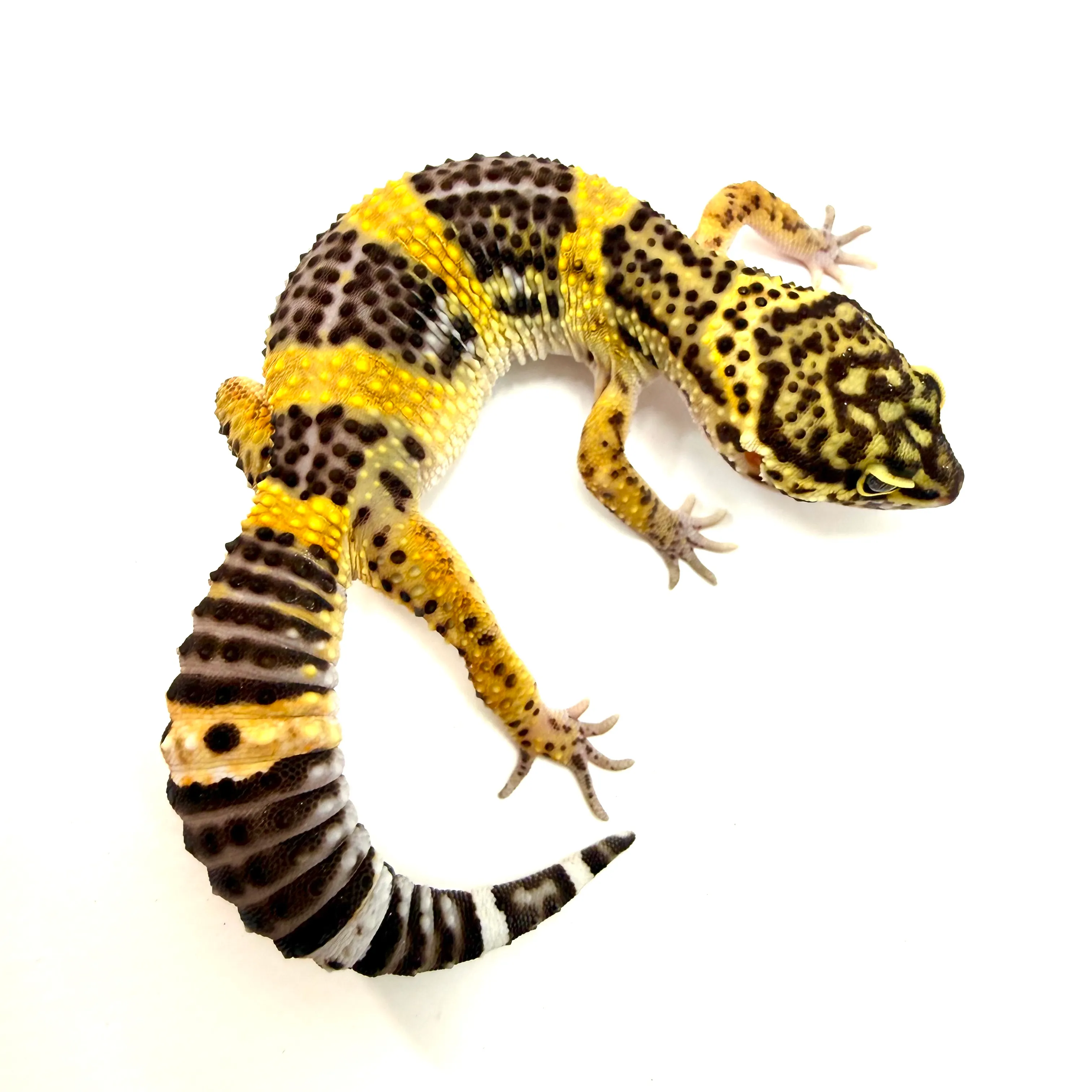 Mandarin Black Night MackSnow