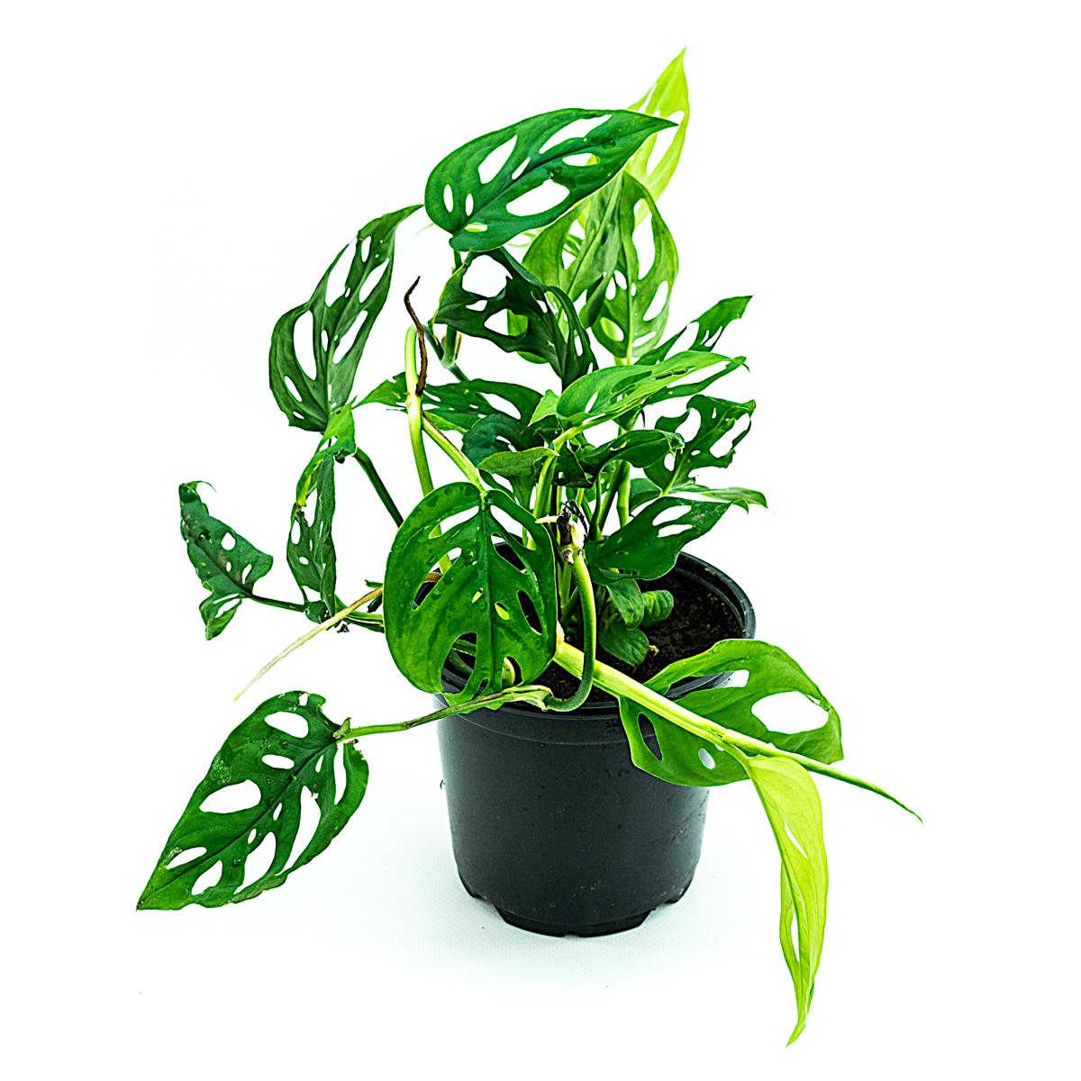 Monstera adansonii