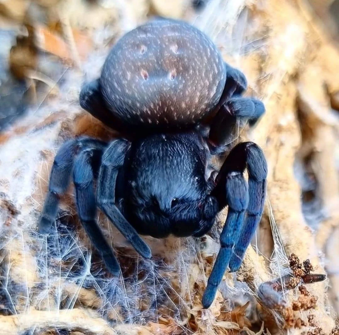 Gandanameno spec. - Die Schwarze Samtspinne