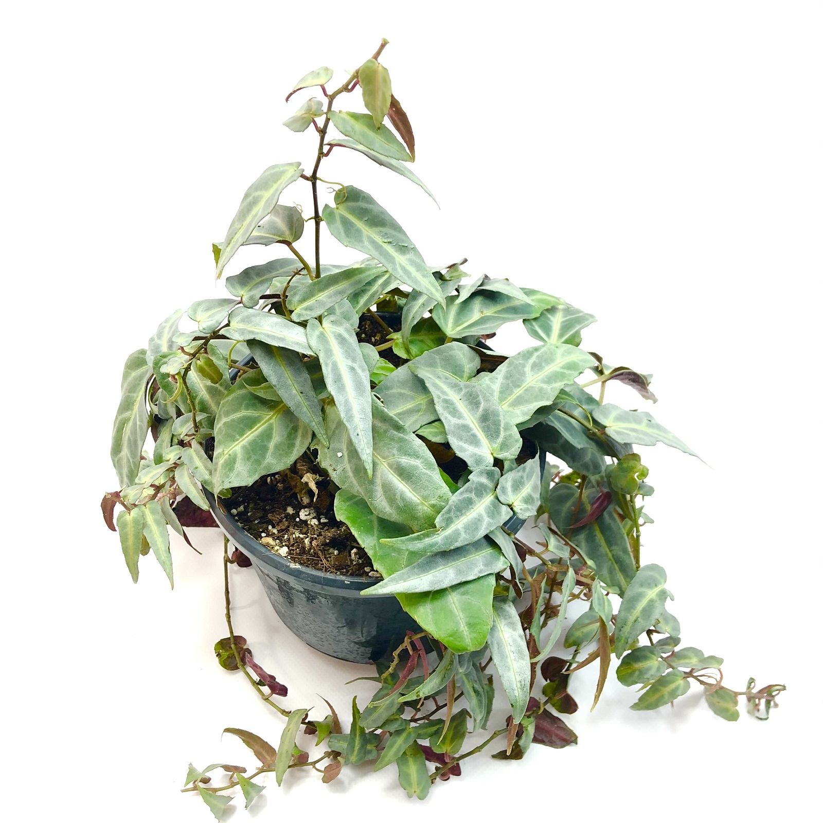 Parthenocissus amazonica Jungle Vine