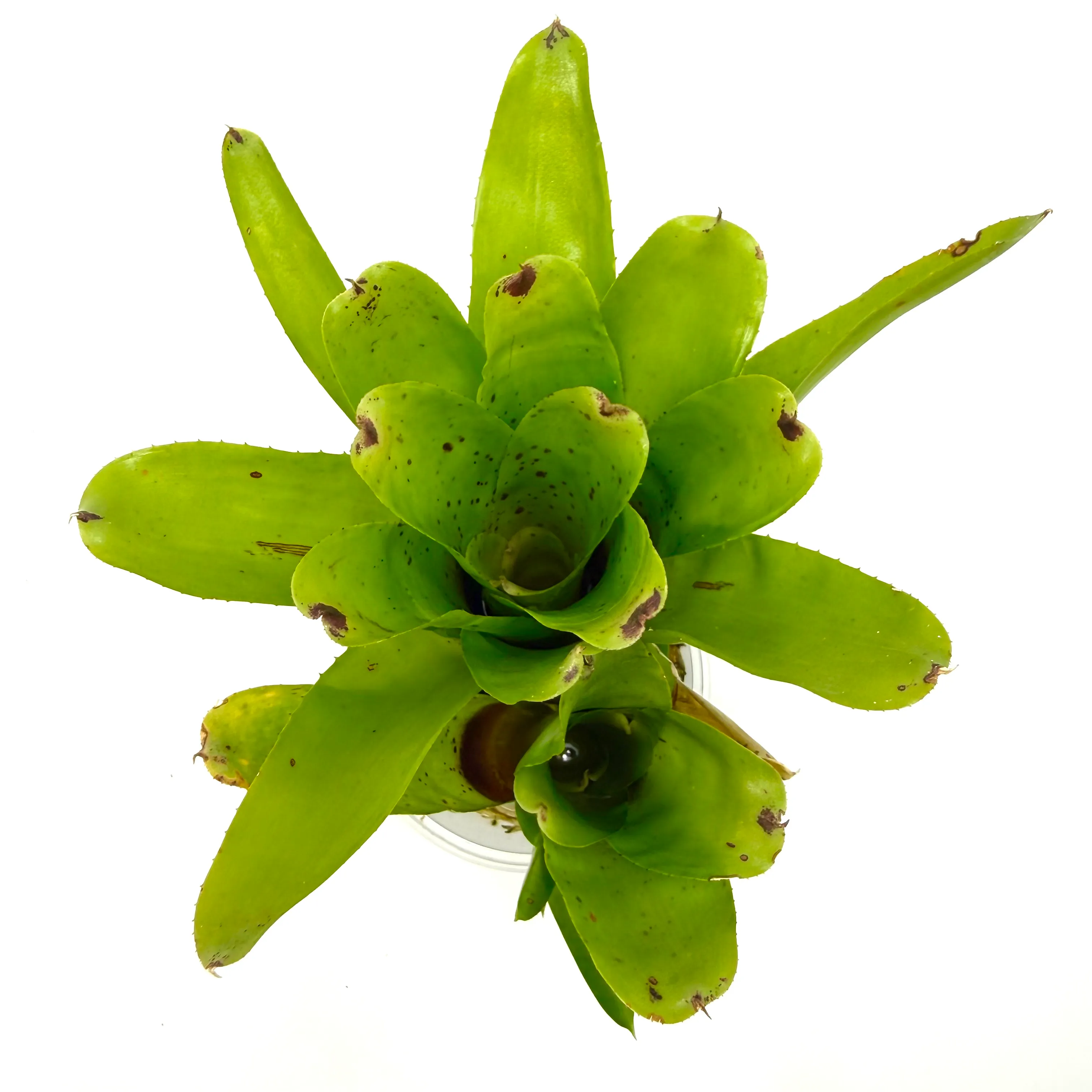 Neoregelia kautskyi 'Golden Chalice'