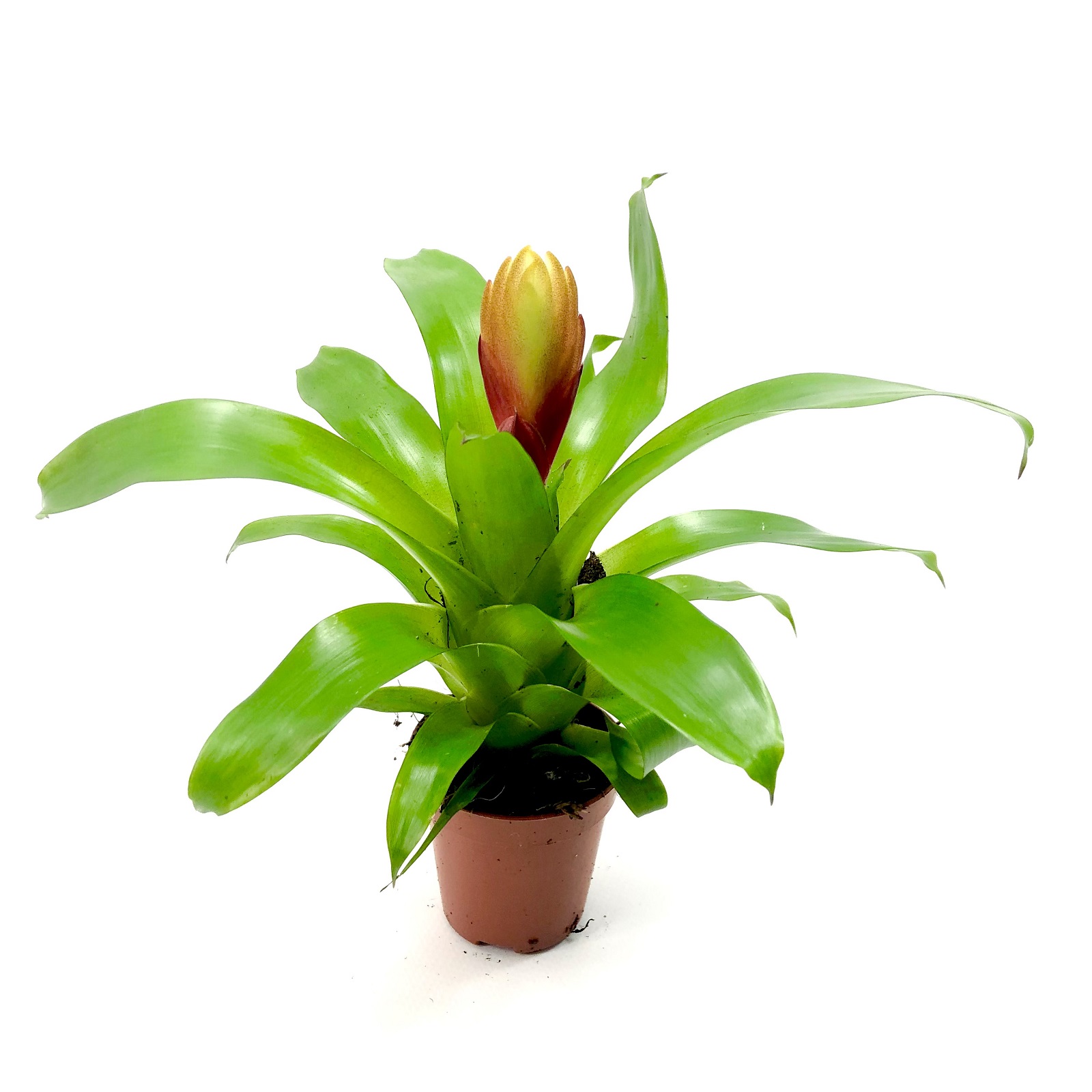 Guzmania Rainbow