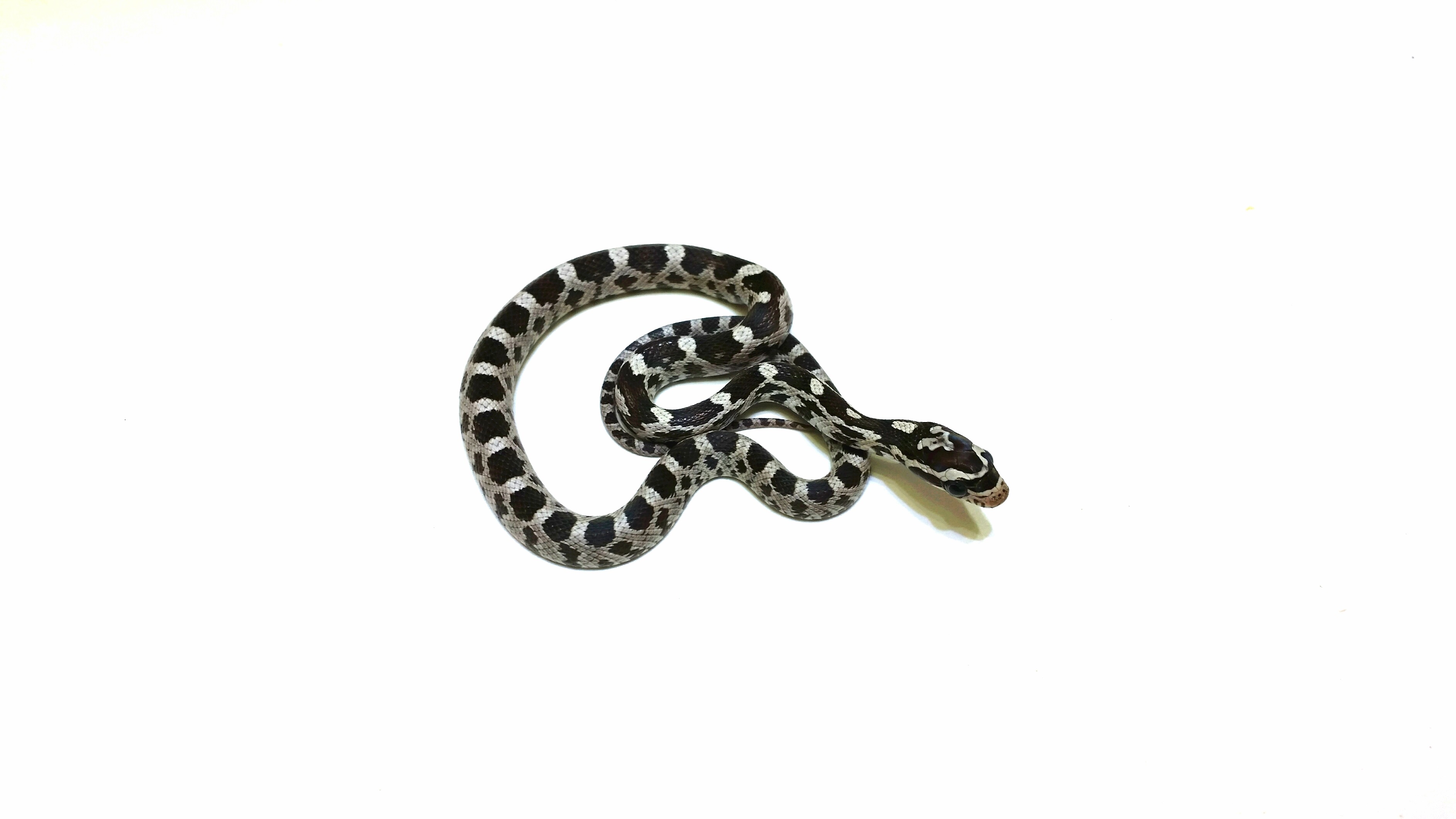 Pituophis guttatus Schwarz-Weiß