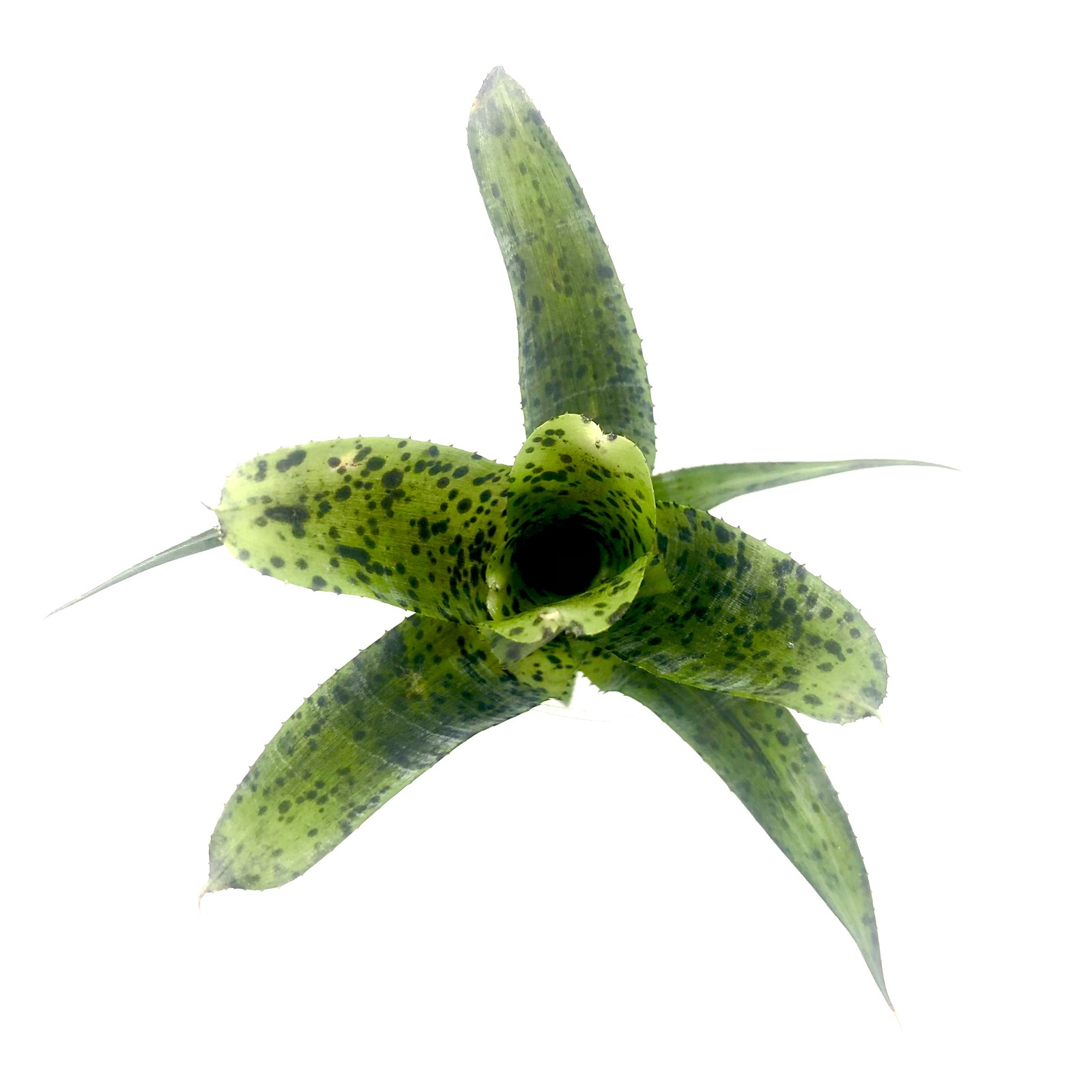 Neoregelia pauciflora #2