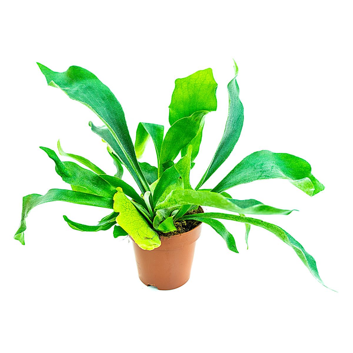 Geweihfarn Platycerium bifurcatum