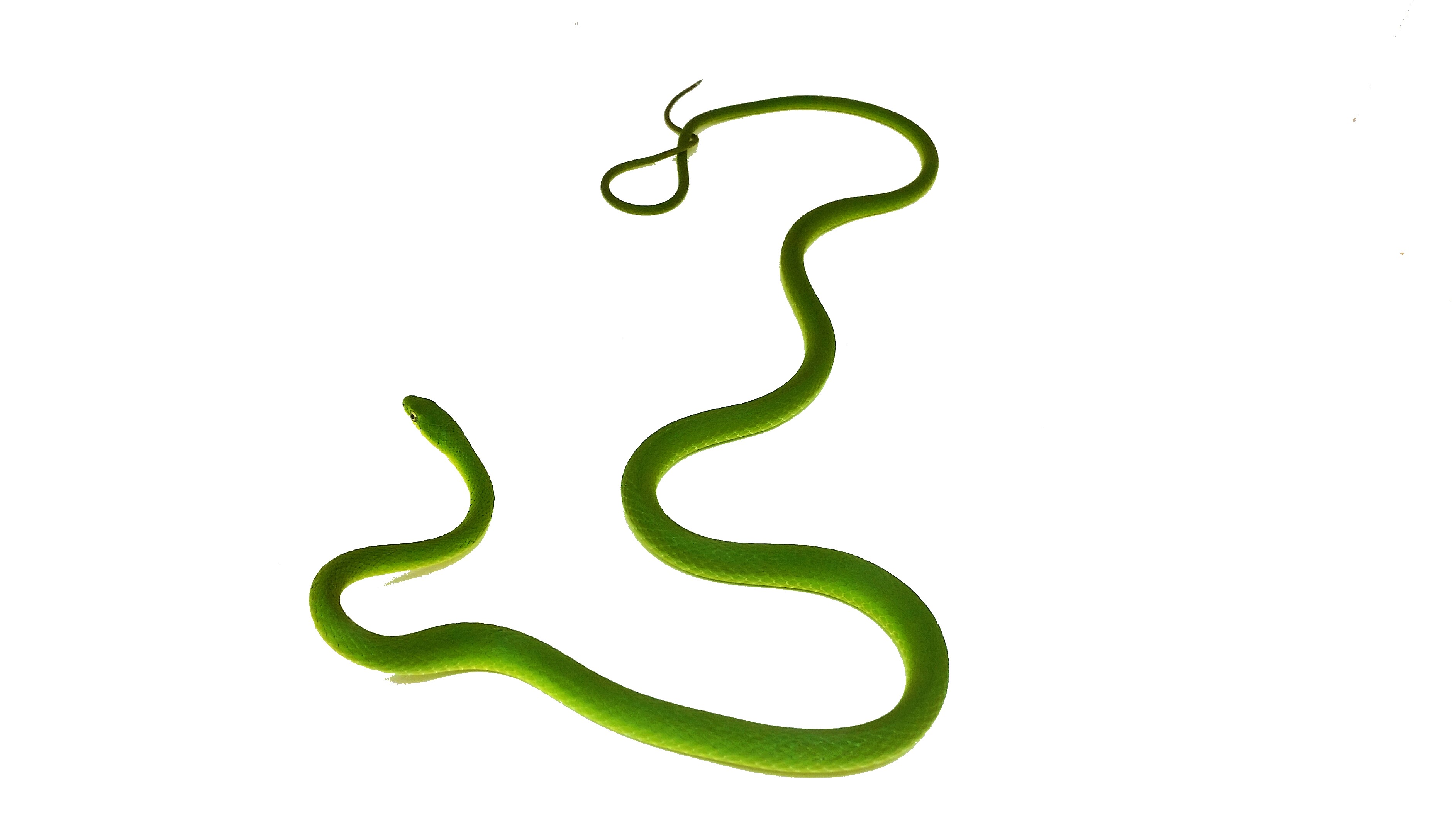 Opheodrys aestivus carinatus