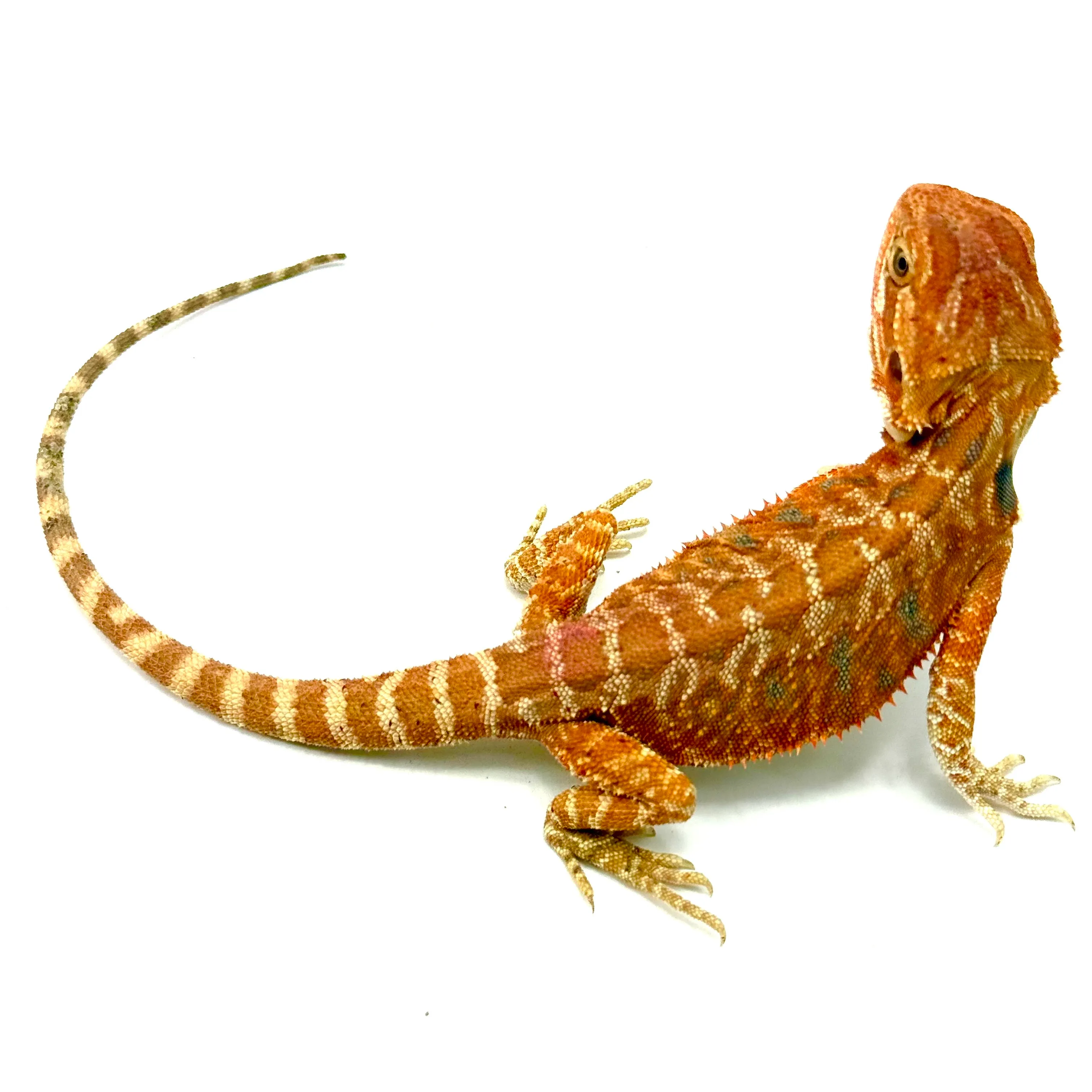 Hypo Cawley Super Red Bartagame