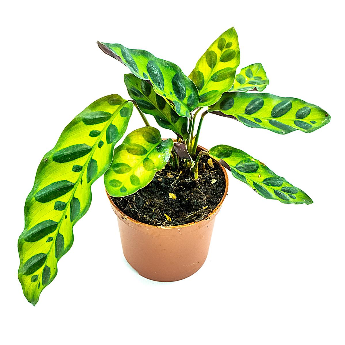Calathea spec-tigrinum