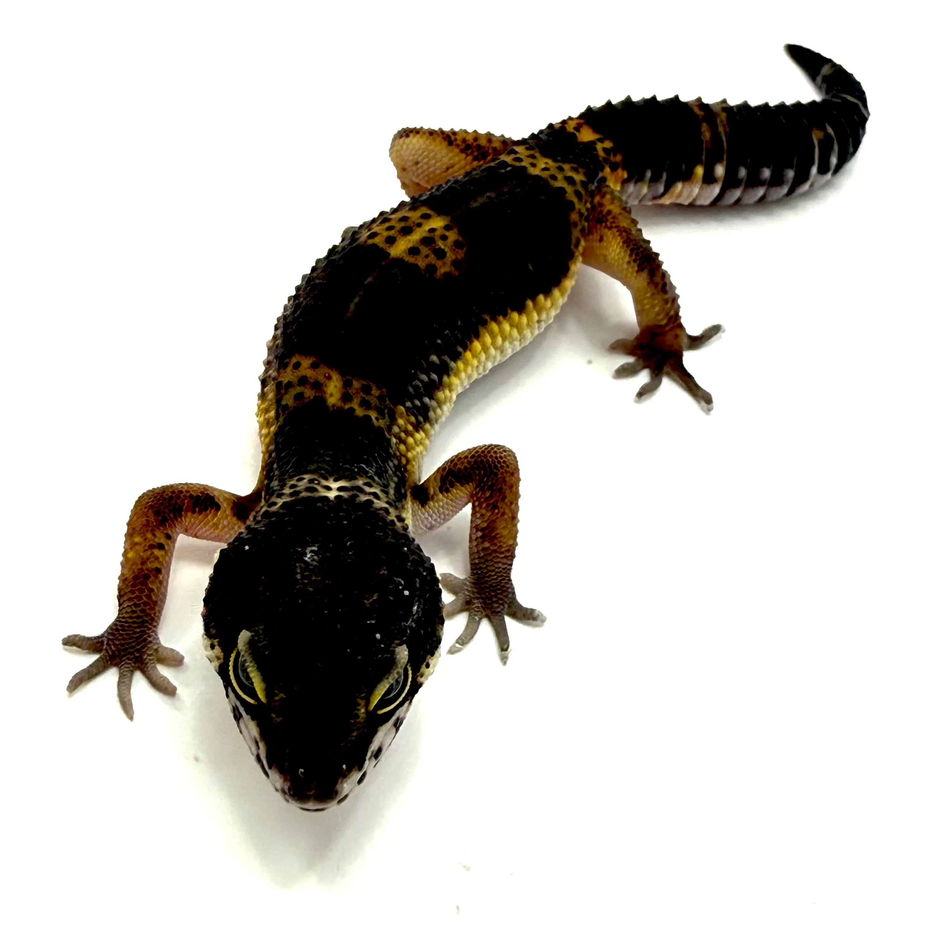 Tangerine Black Night