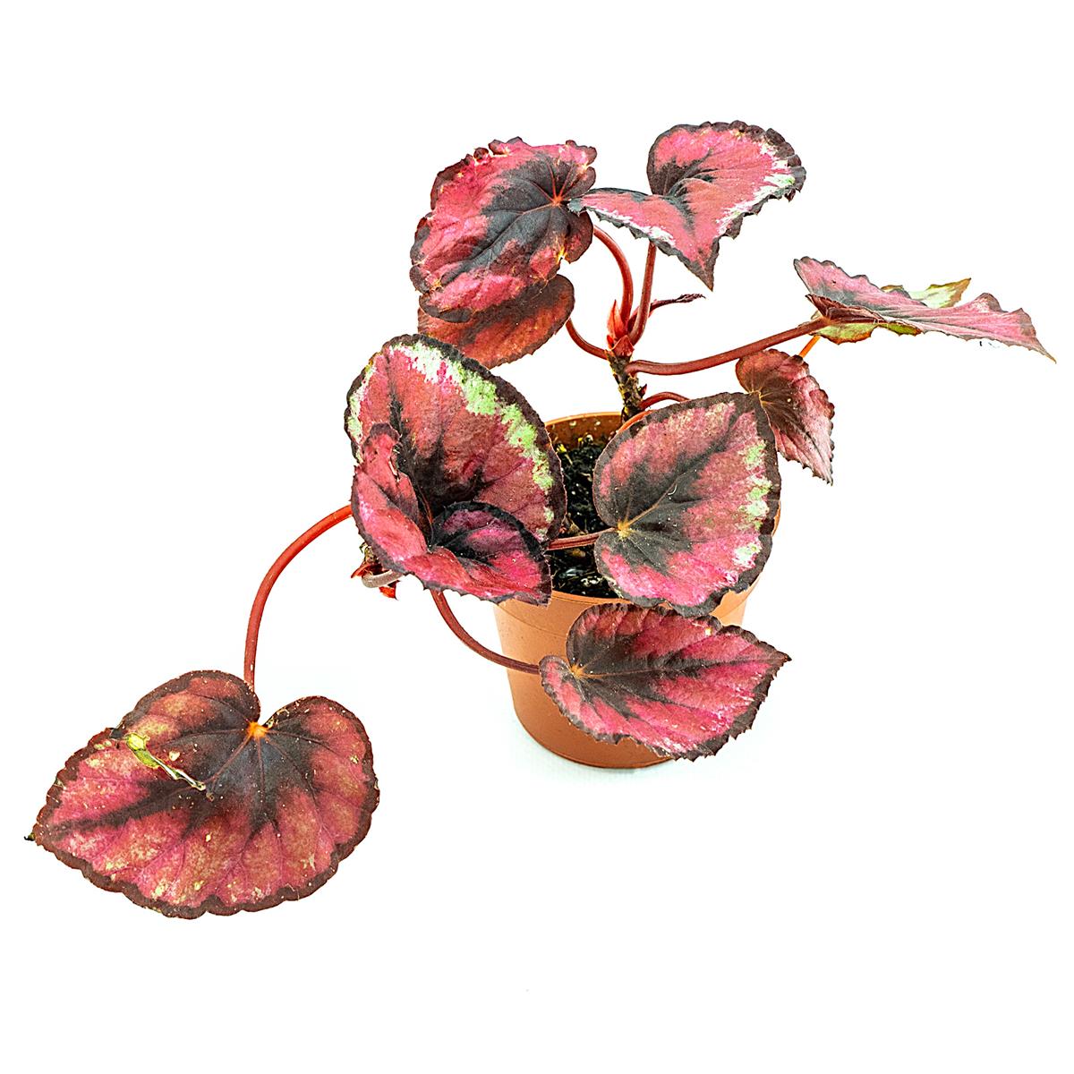 Begonia rex rot Blattbegonie