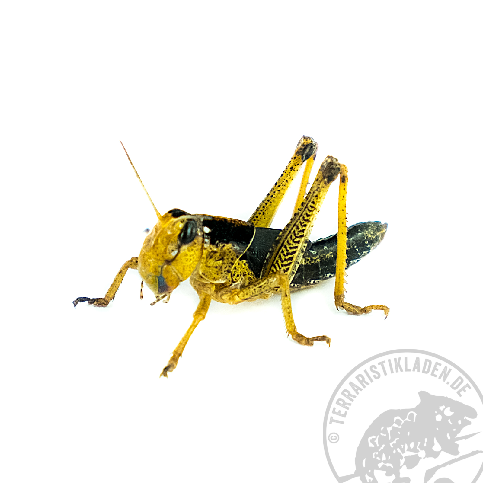 Wanderheuschrecken GROSSPACKUNG zum SPARPREIS Subadult / VDL, ca. 100 Stck.