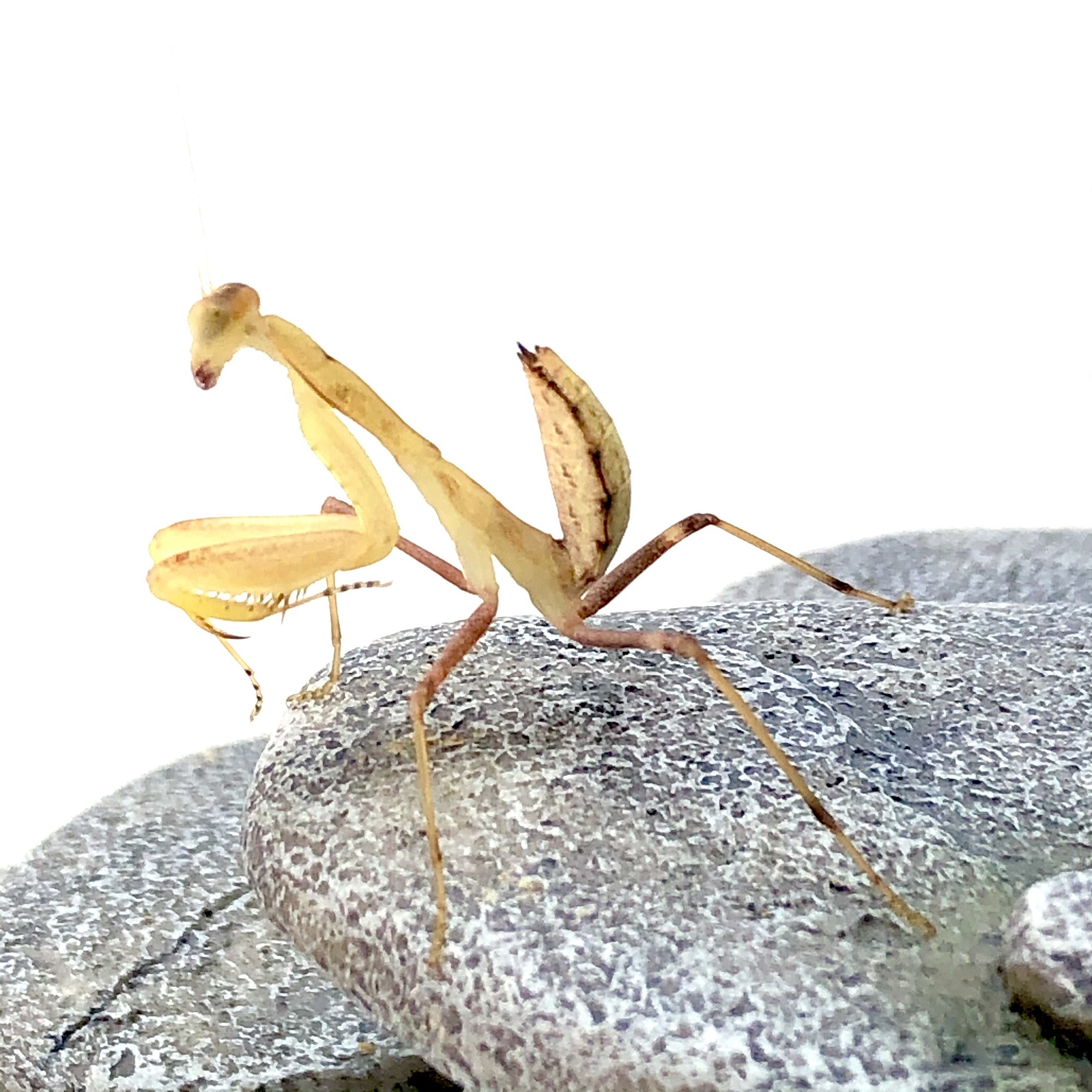 Sphodromantis gastrica