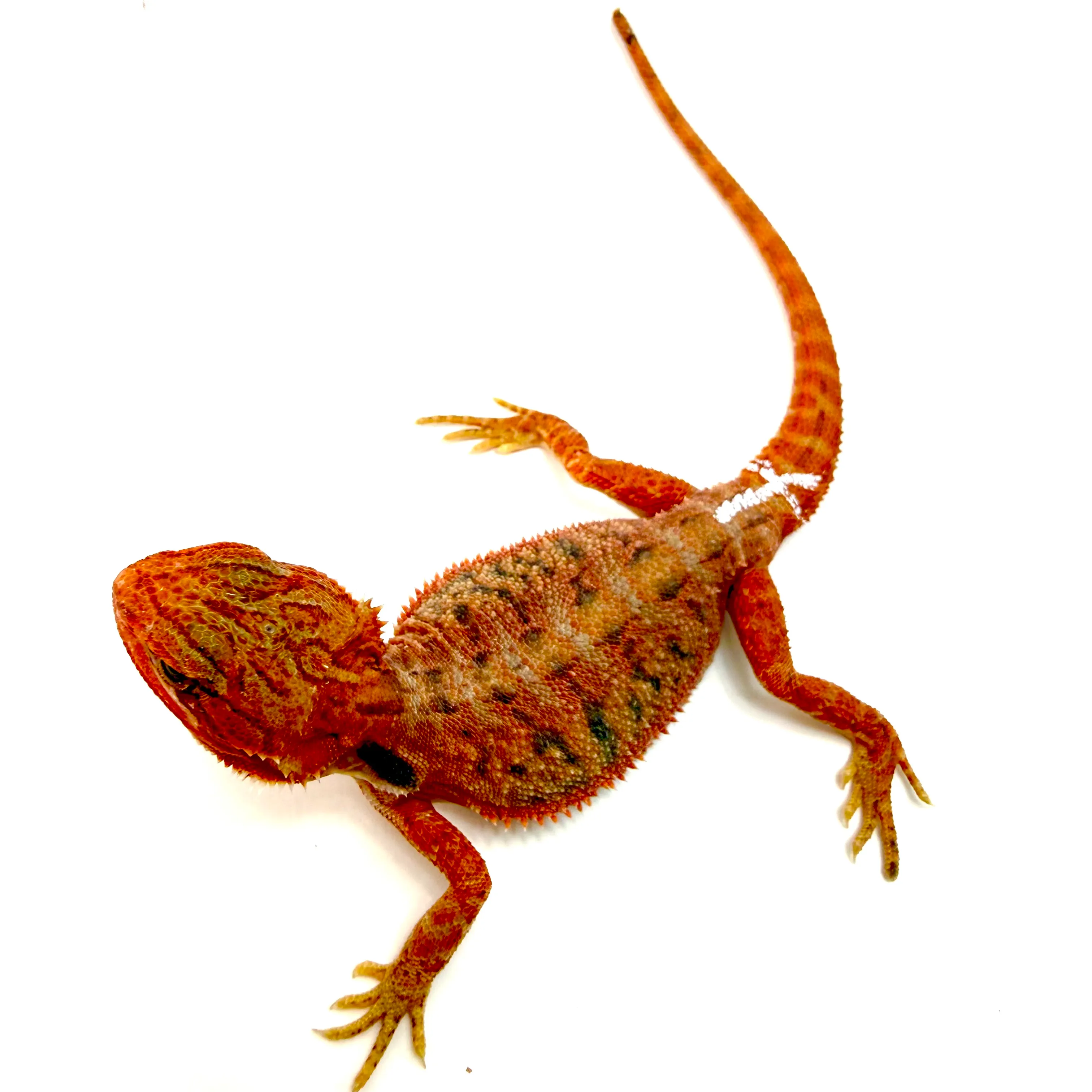 Hypo Translucent Cawley Super Red