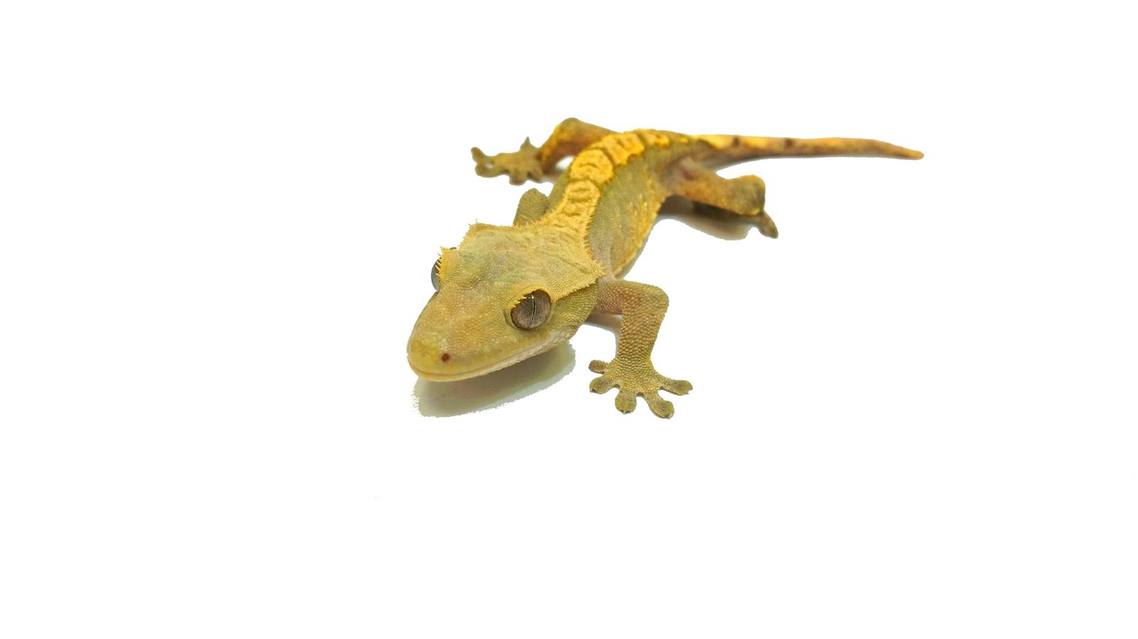 Correlophus (Rhacodactylus) cilliatus