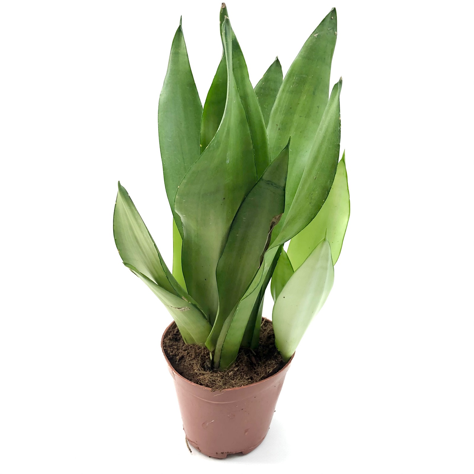 Sansevieria black Moonshine