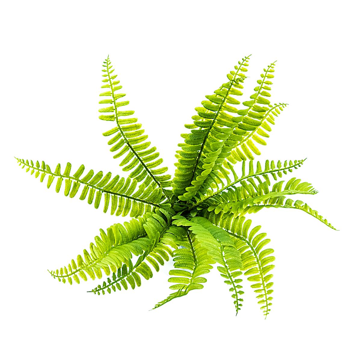 Schwertfarn Terrarienpflanze Sword Fern