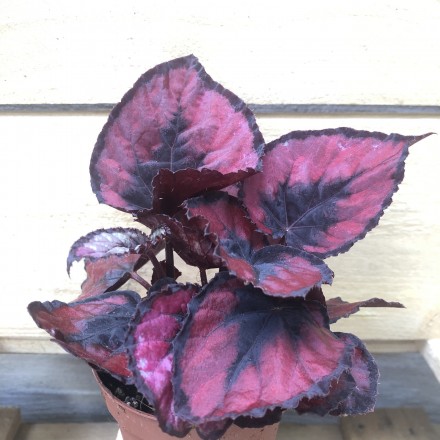 Begonia rex rot Blattbegonie